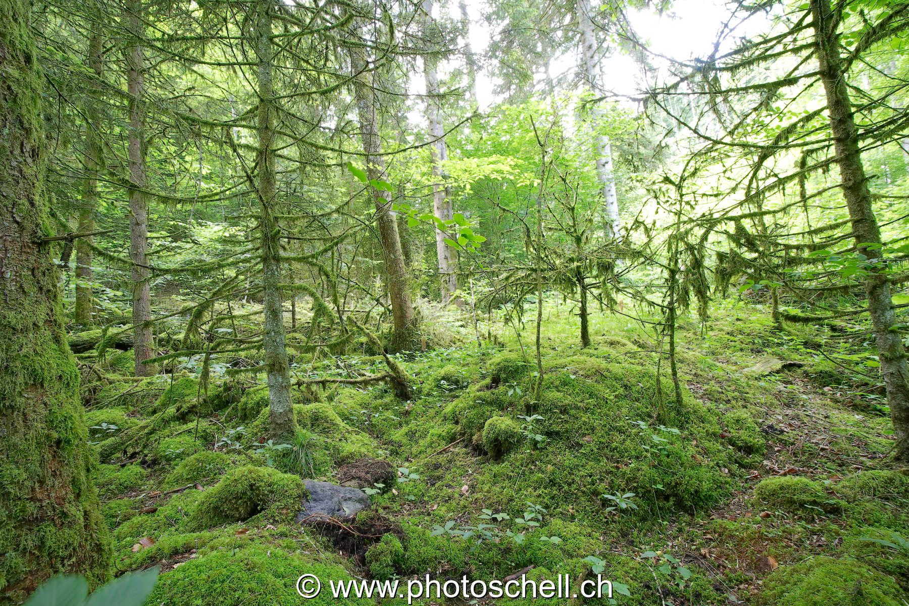 Forêt recouverte de mousse