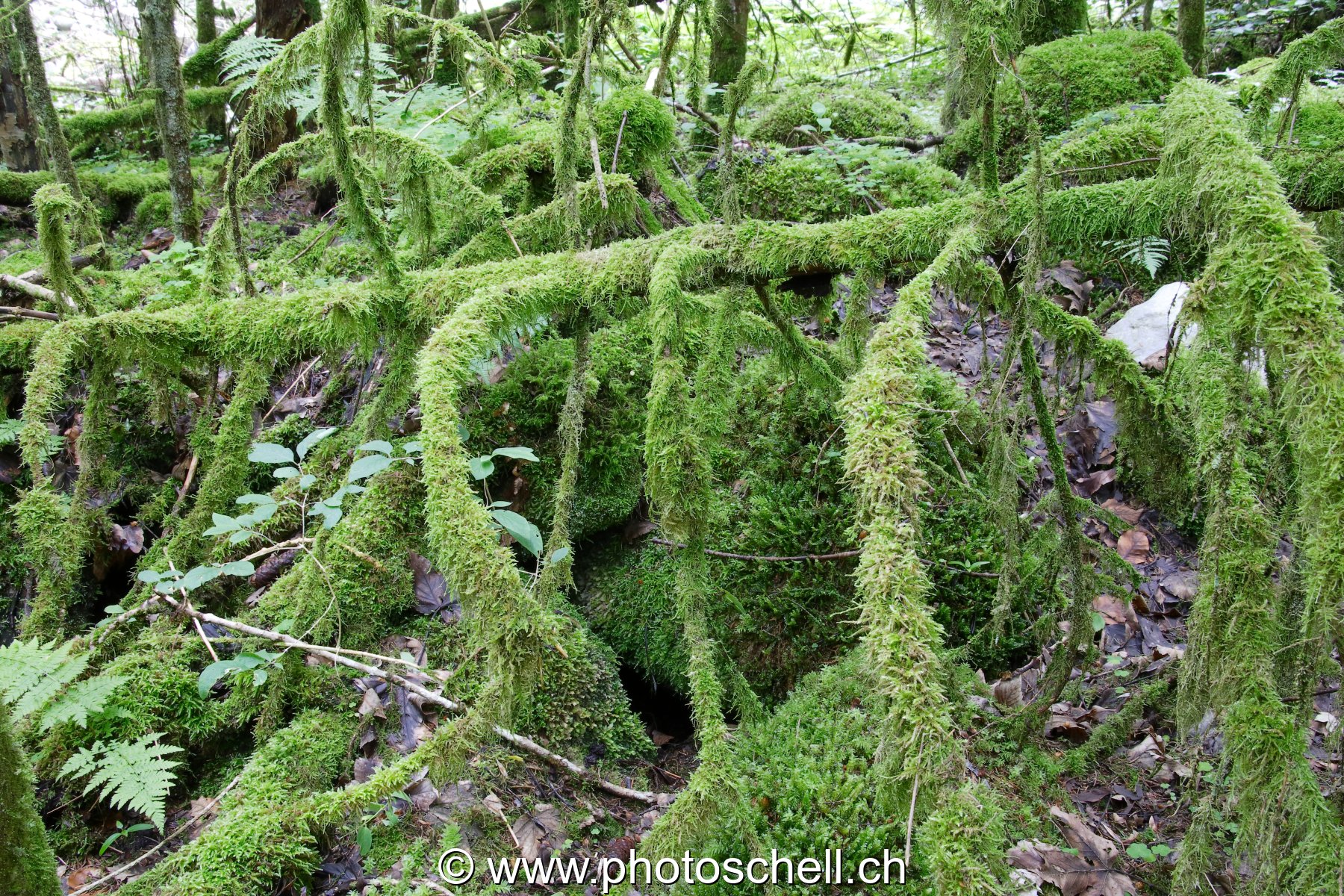 Forêt recouverte de mousse