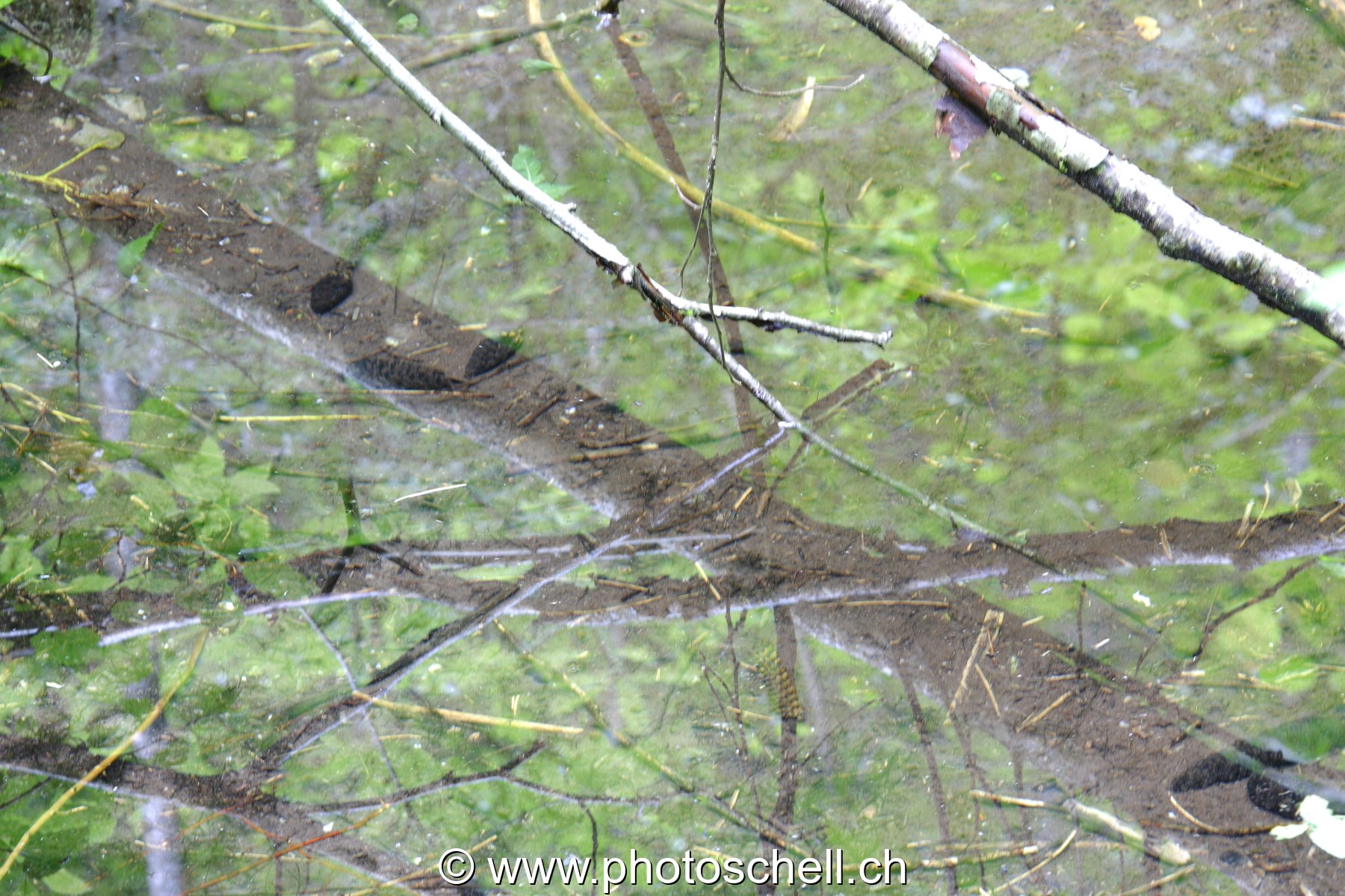 Reflets de branches