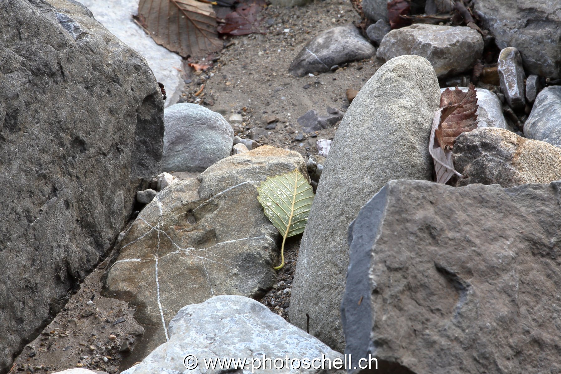 Photo 234