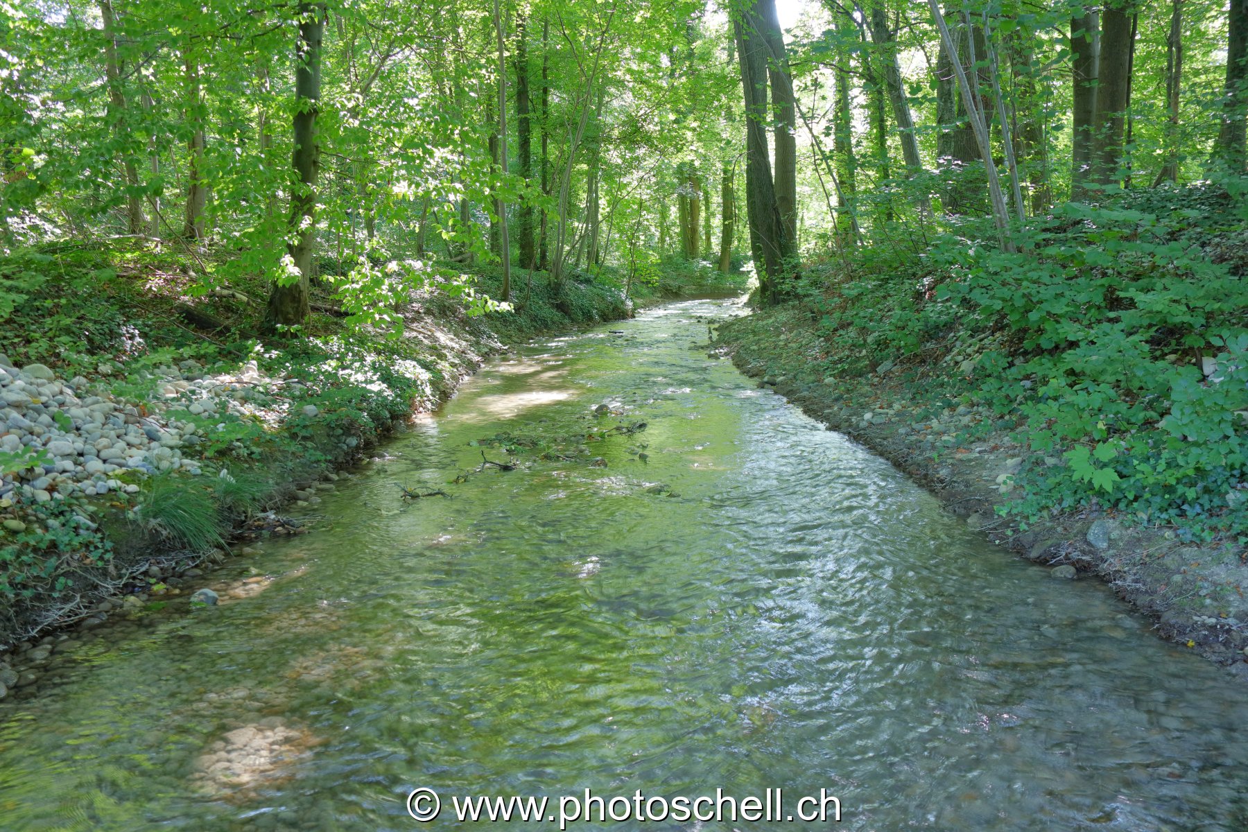 Ruisseau annexe à la Venoge