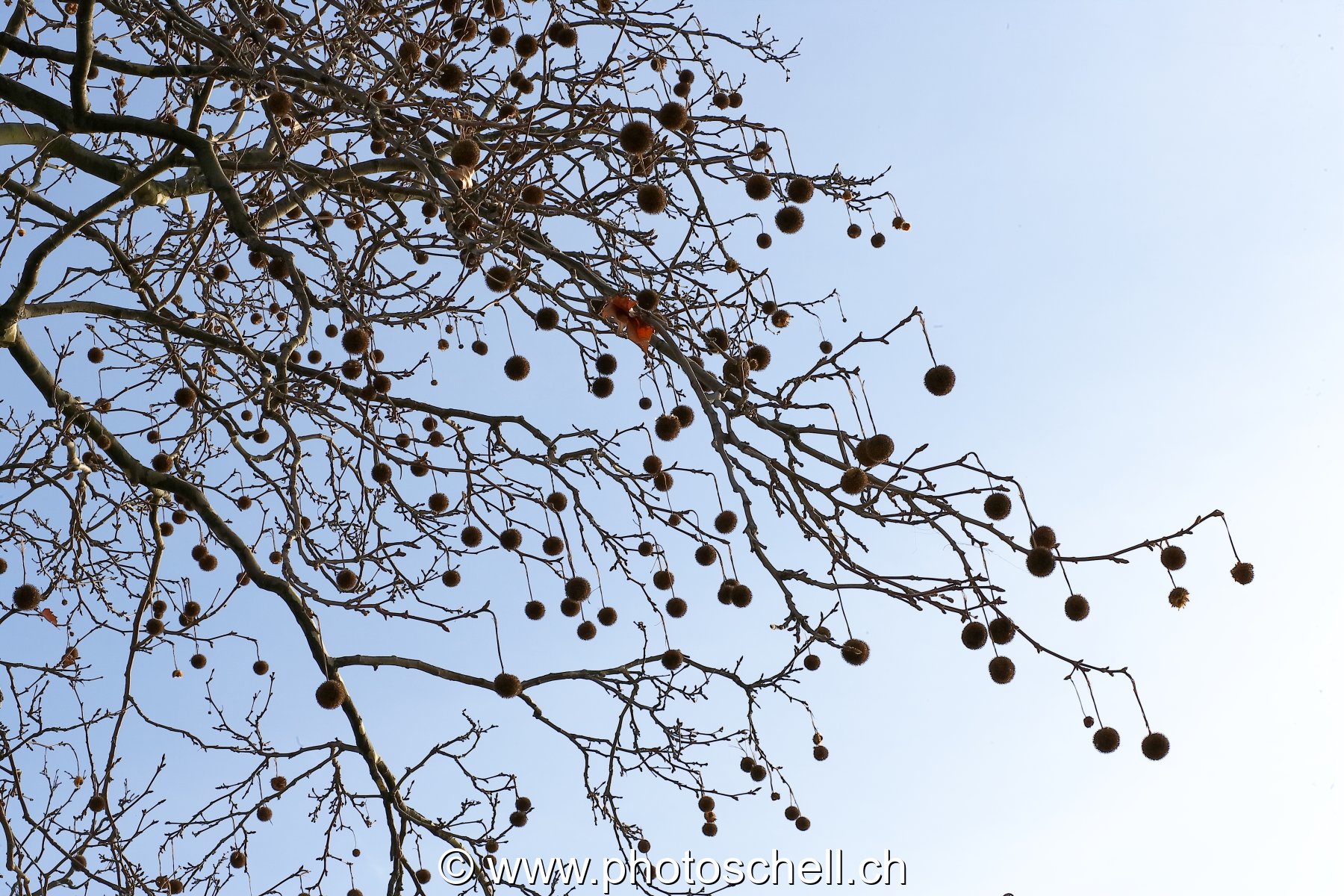 Fruits d'automne