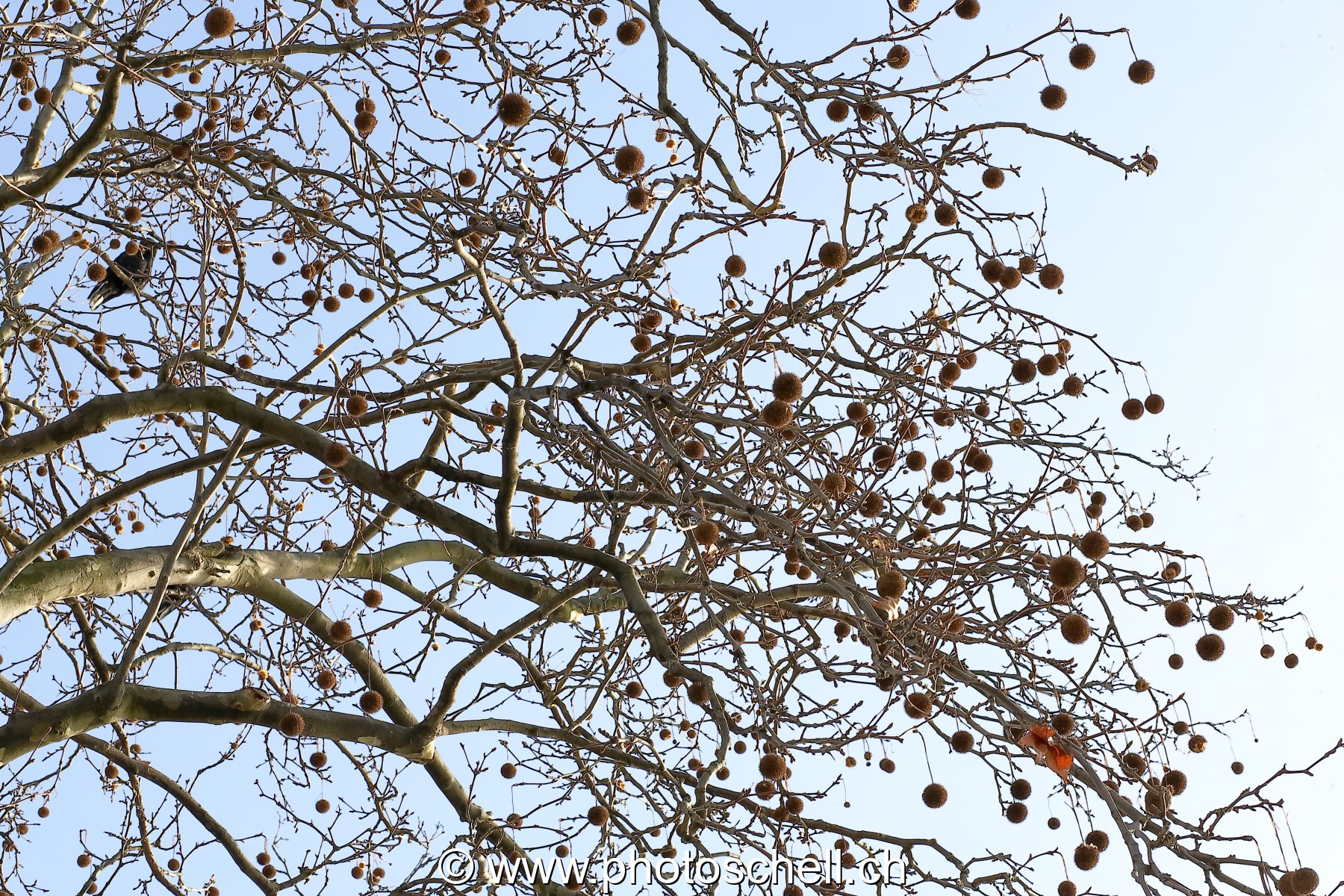 Fruits d'automne