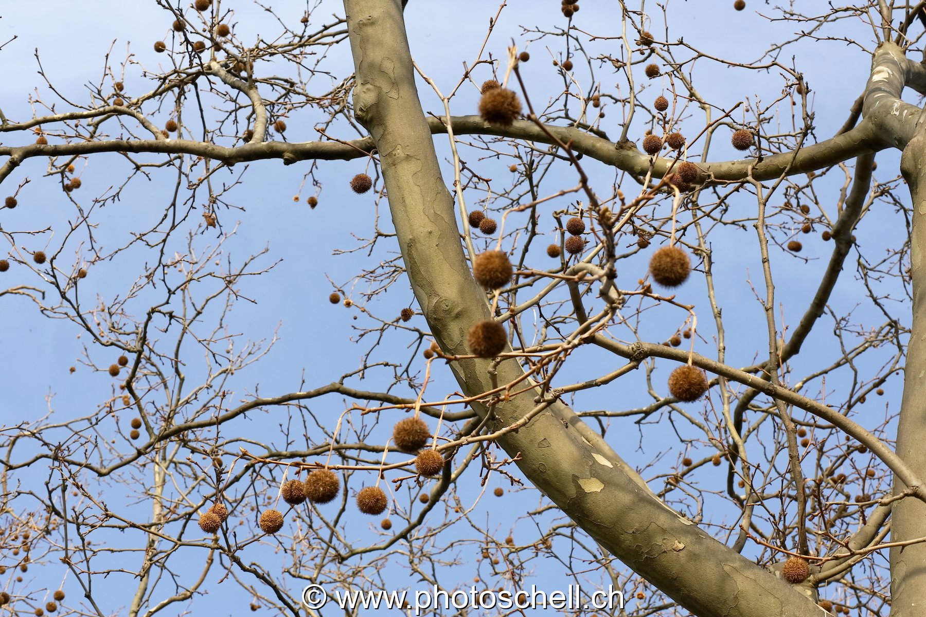 Fruits d'automne