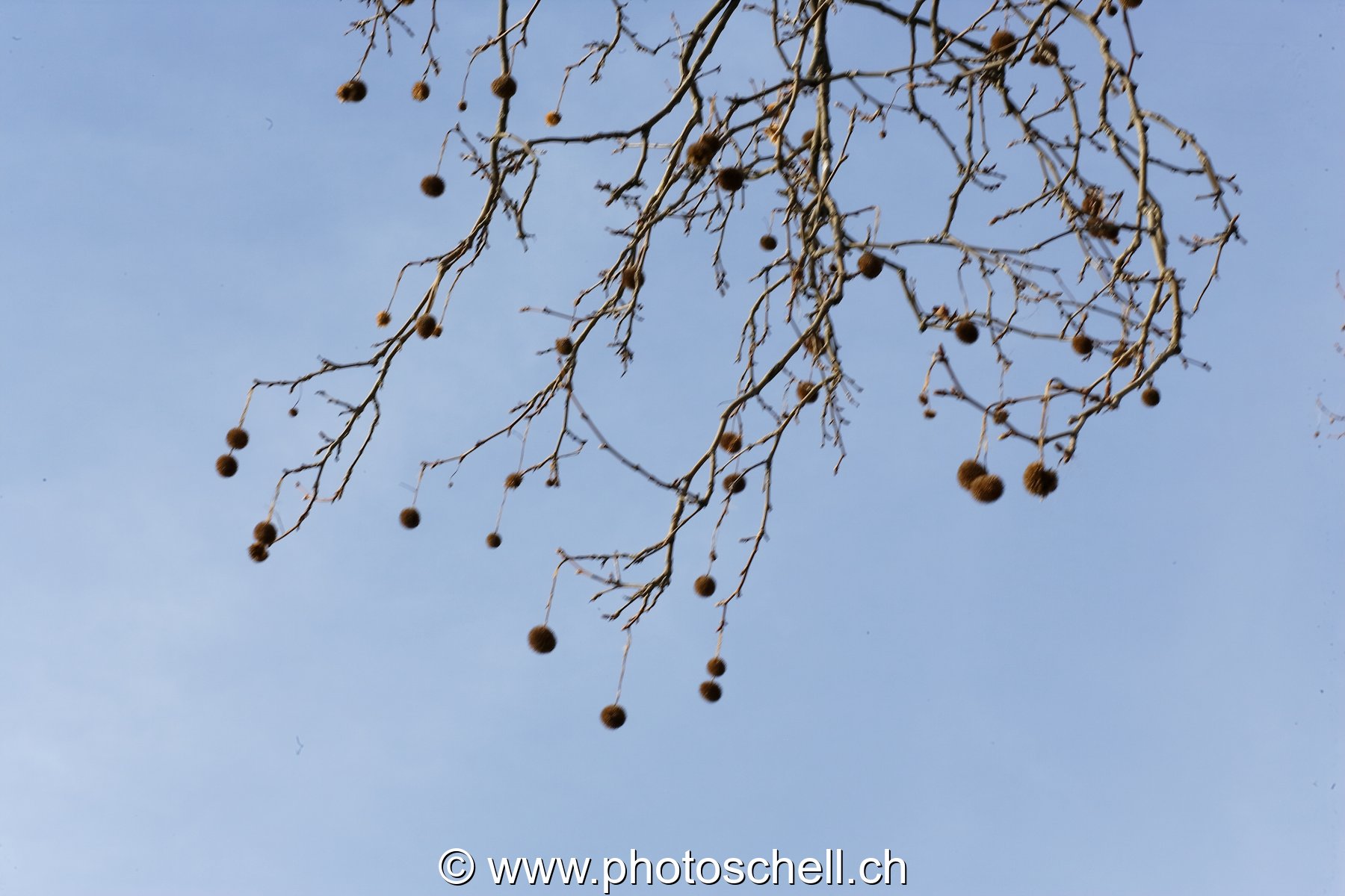 Fruits d'automne