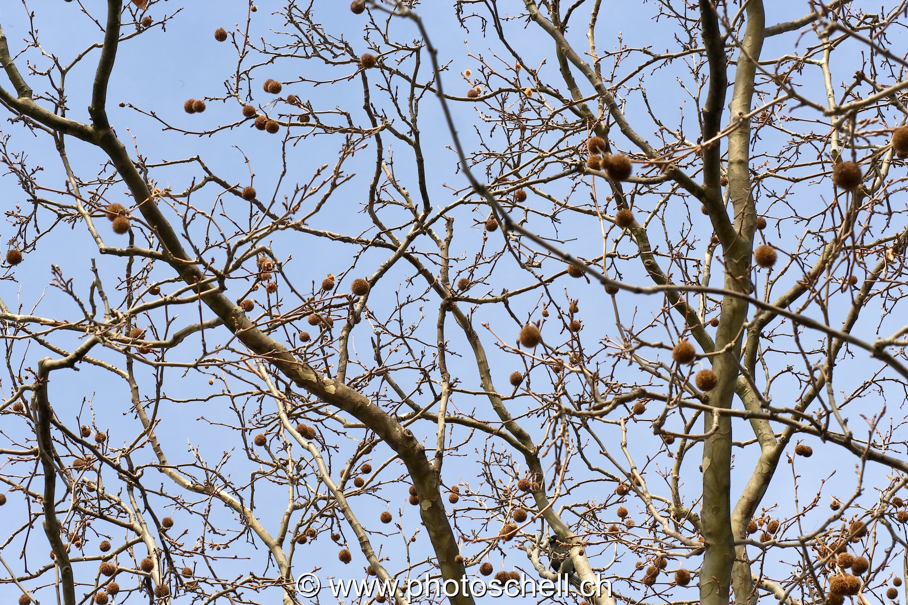 Fruits d'automne