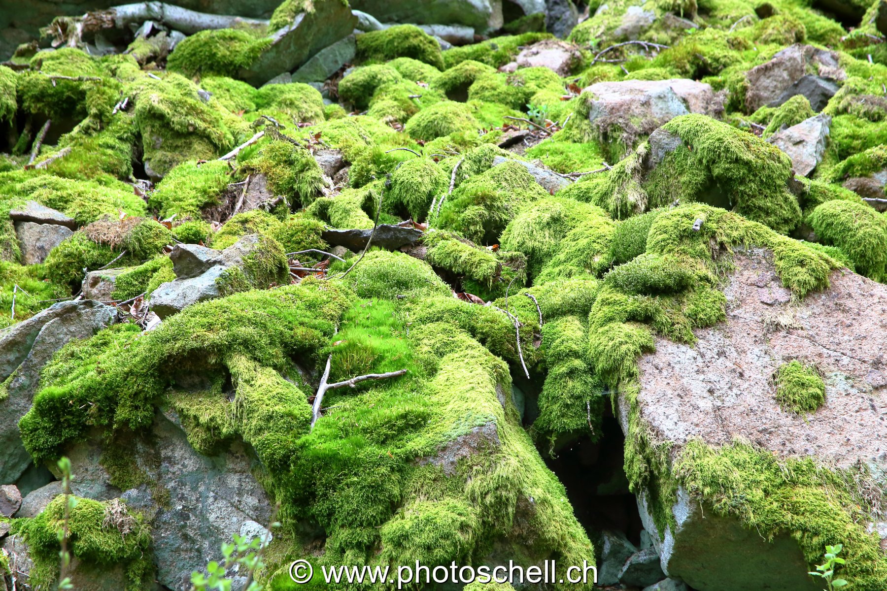 Mousse sur les rochers