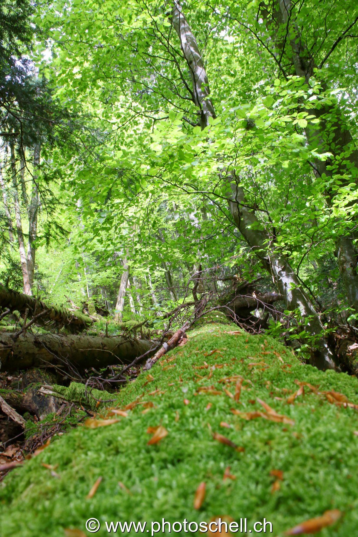 Mousse sur un arbre mort