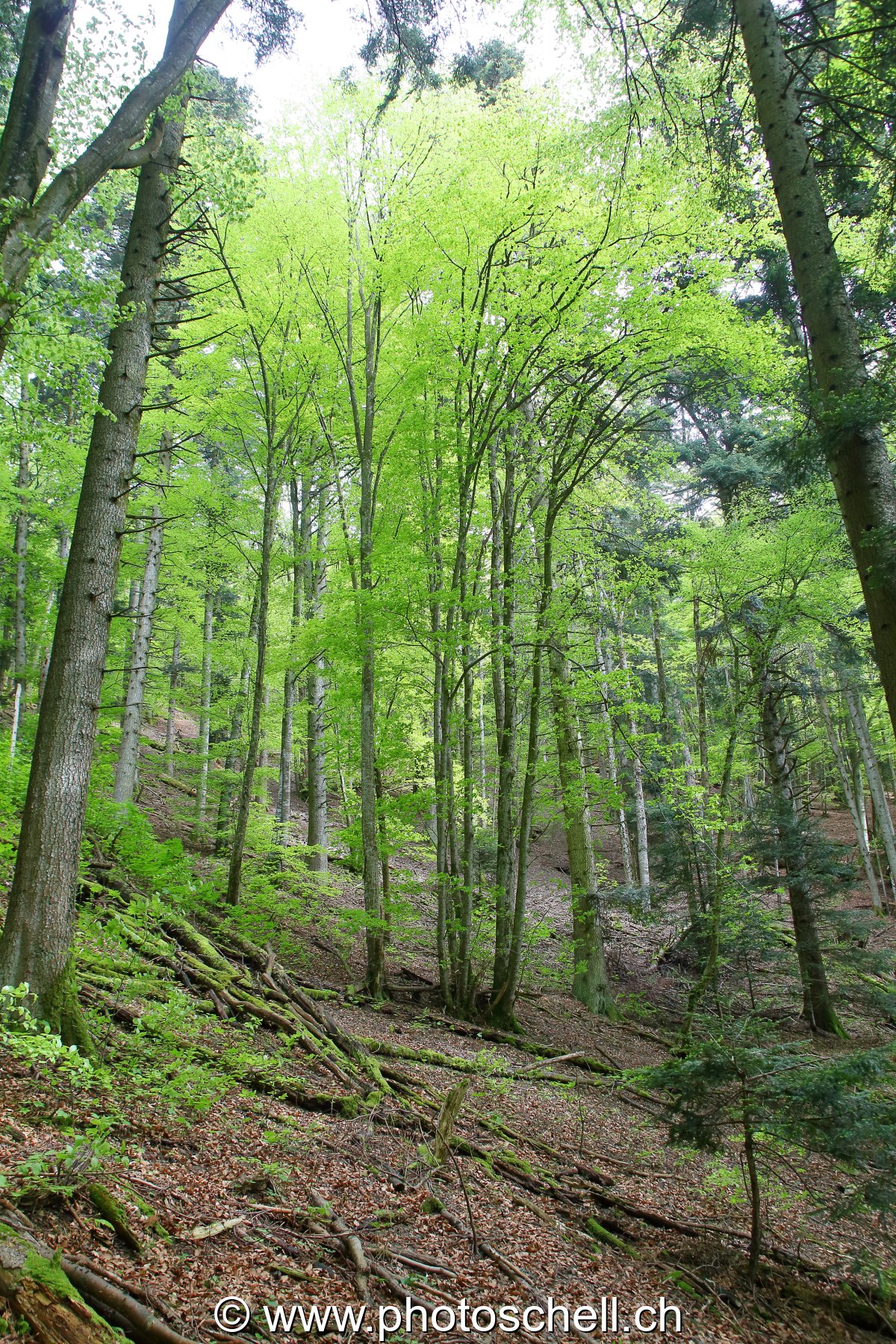Arbres