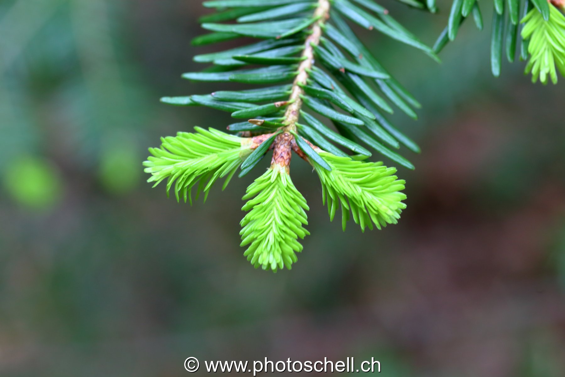 Pousse de sapin au printemps