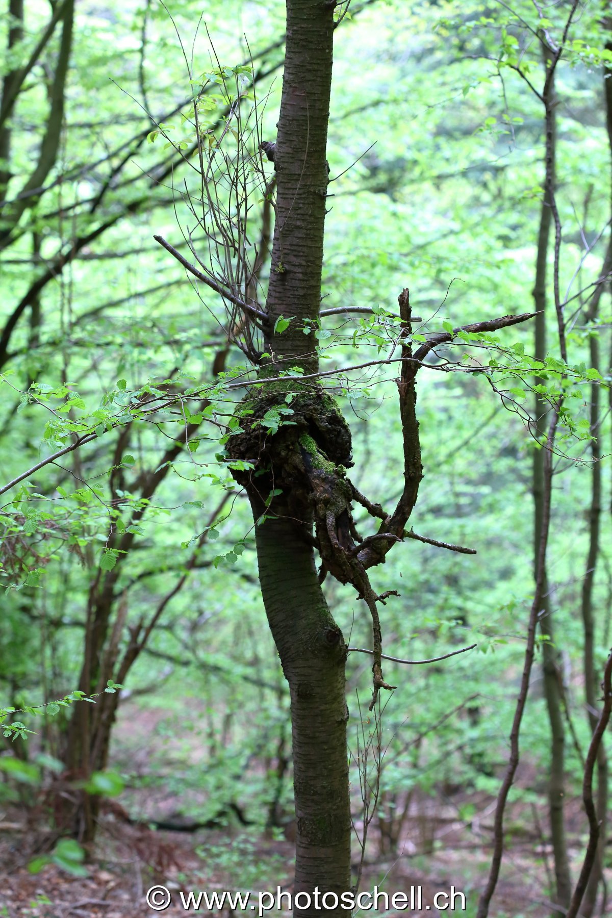 Noeud dans l'arbre