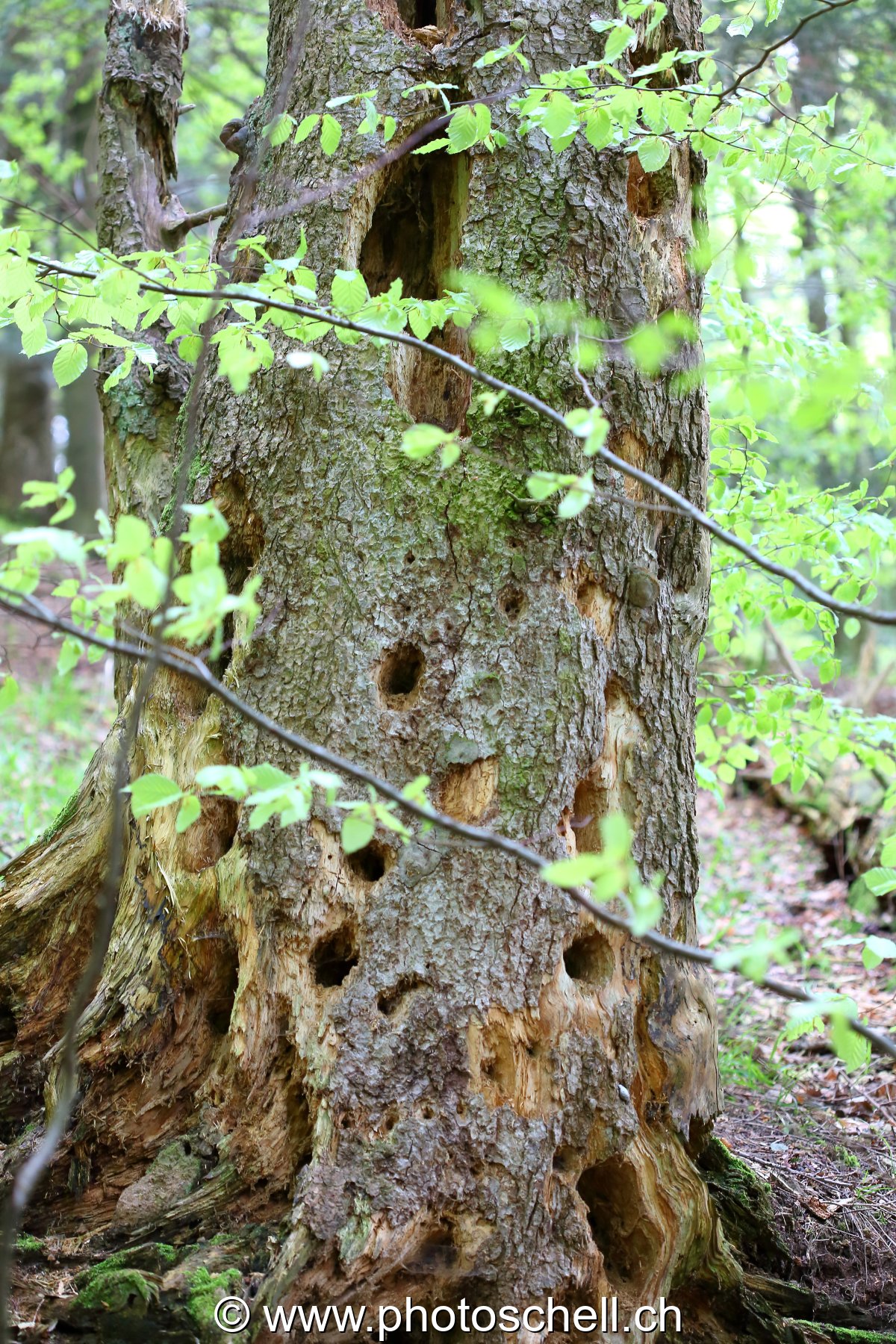 Arbre perforé