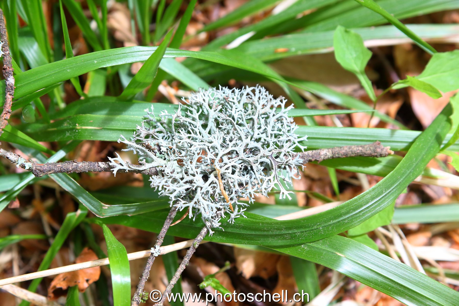 Lichen