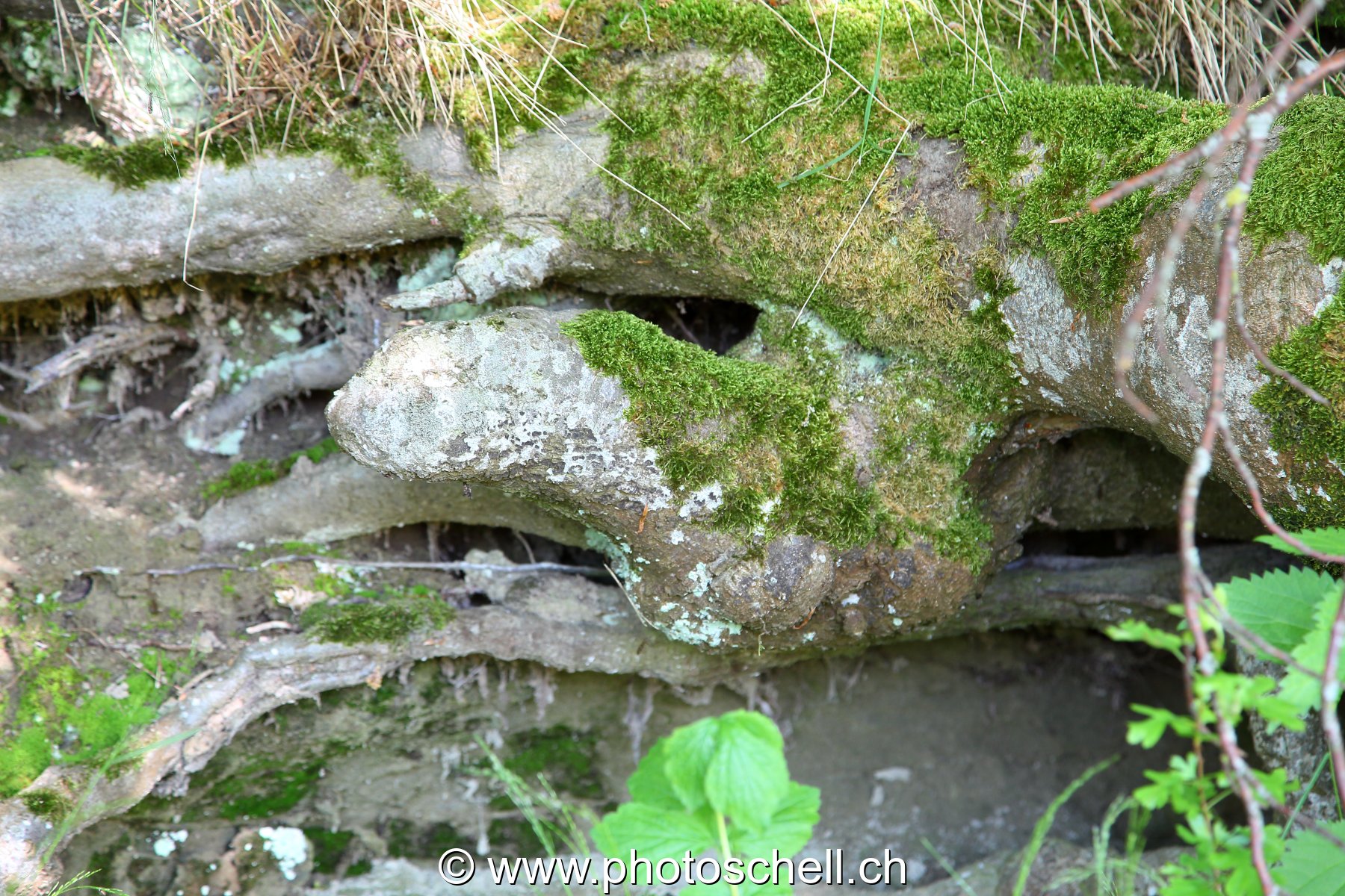 Toutes les formes sont dans la nature...