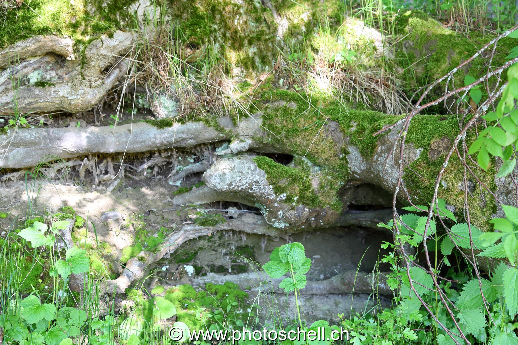 Toutes les formes sont dans la nature...