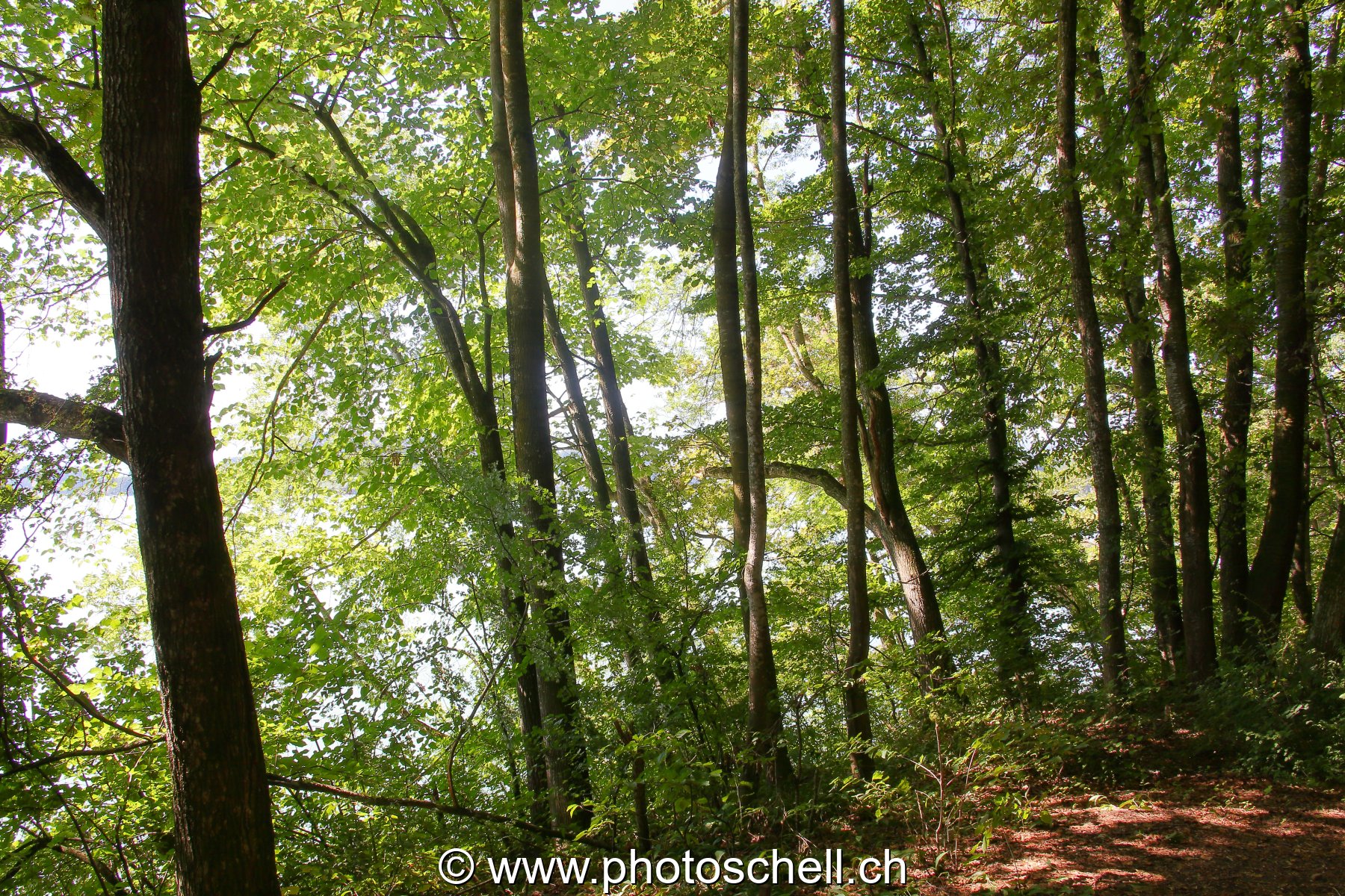 La forêt de l'ile aux oiseaux