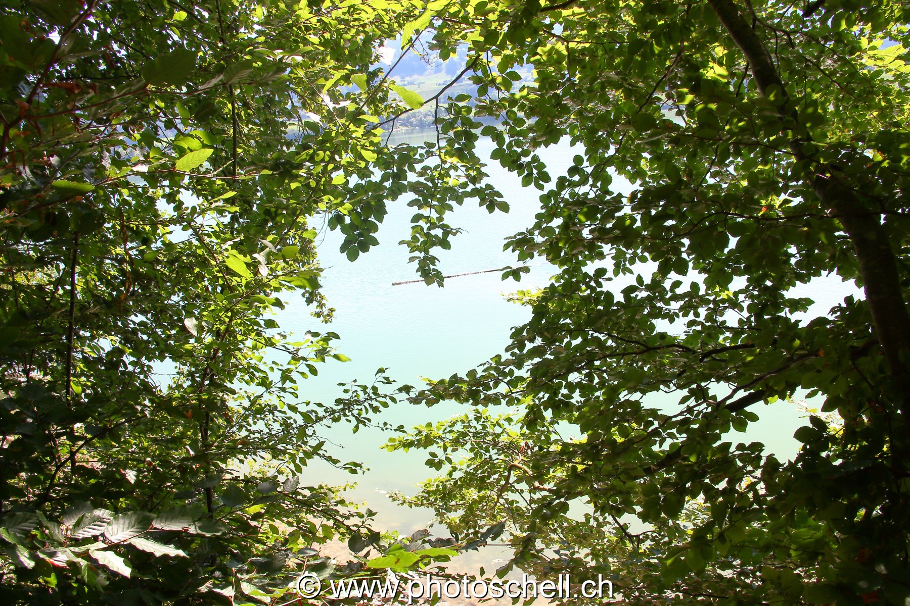 La forêt de l'ile aux oiseaux