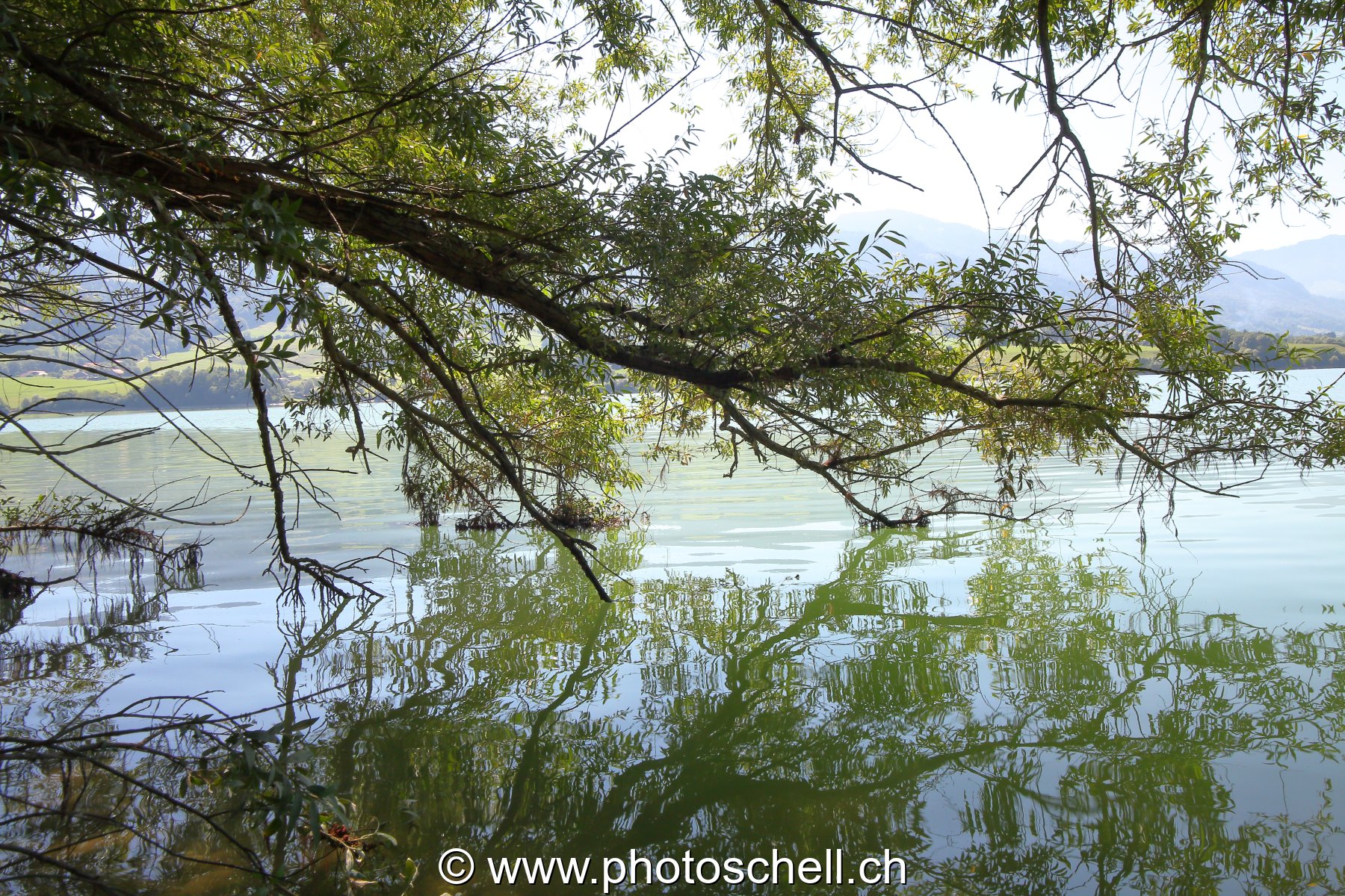 La forêt de l'ile aux oiseaux