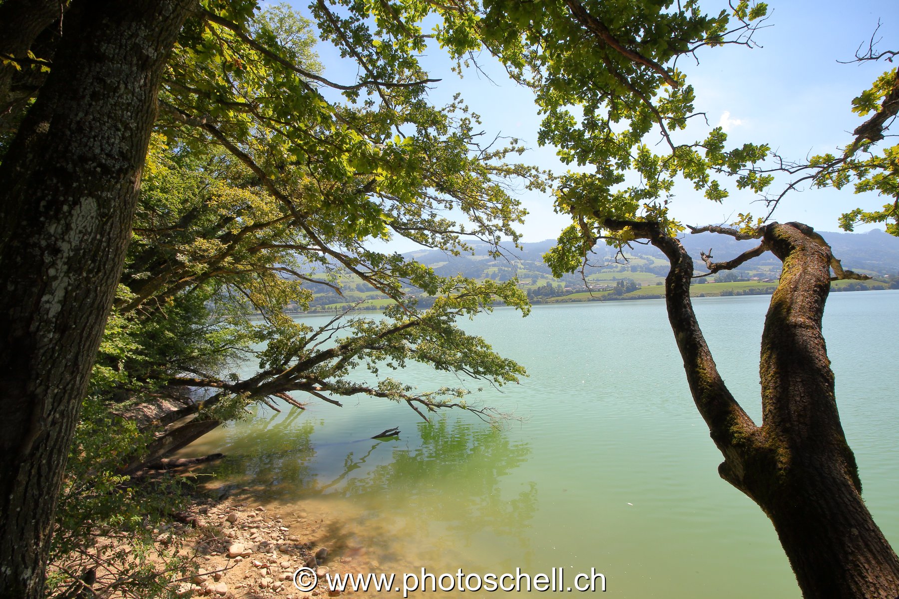 Lac de la Gruyère depuis l'ile aux oiseaux