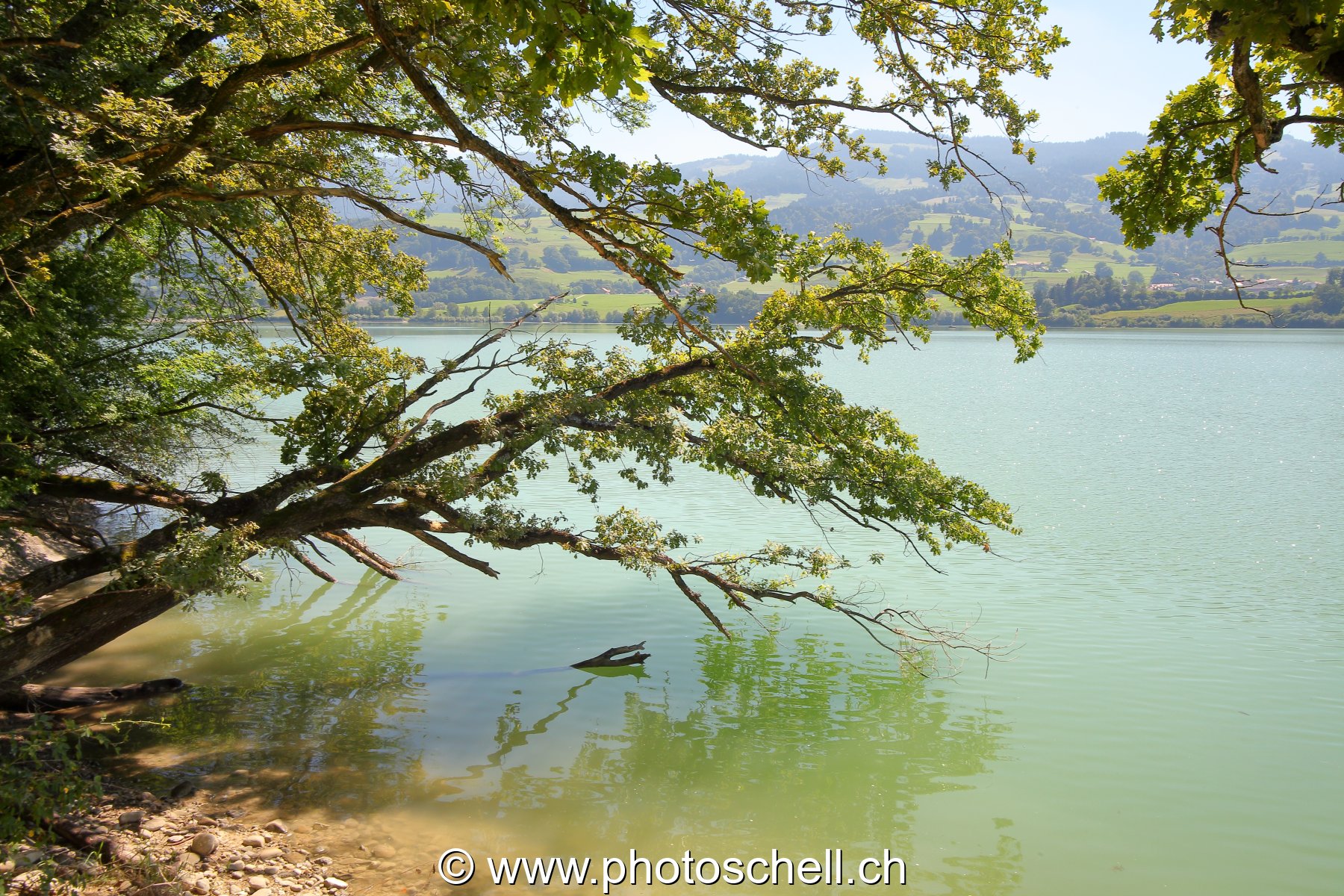 Lac de la Gruyère depuis l'ile aux oiseaux
