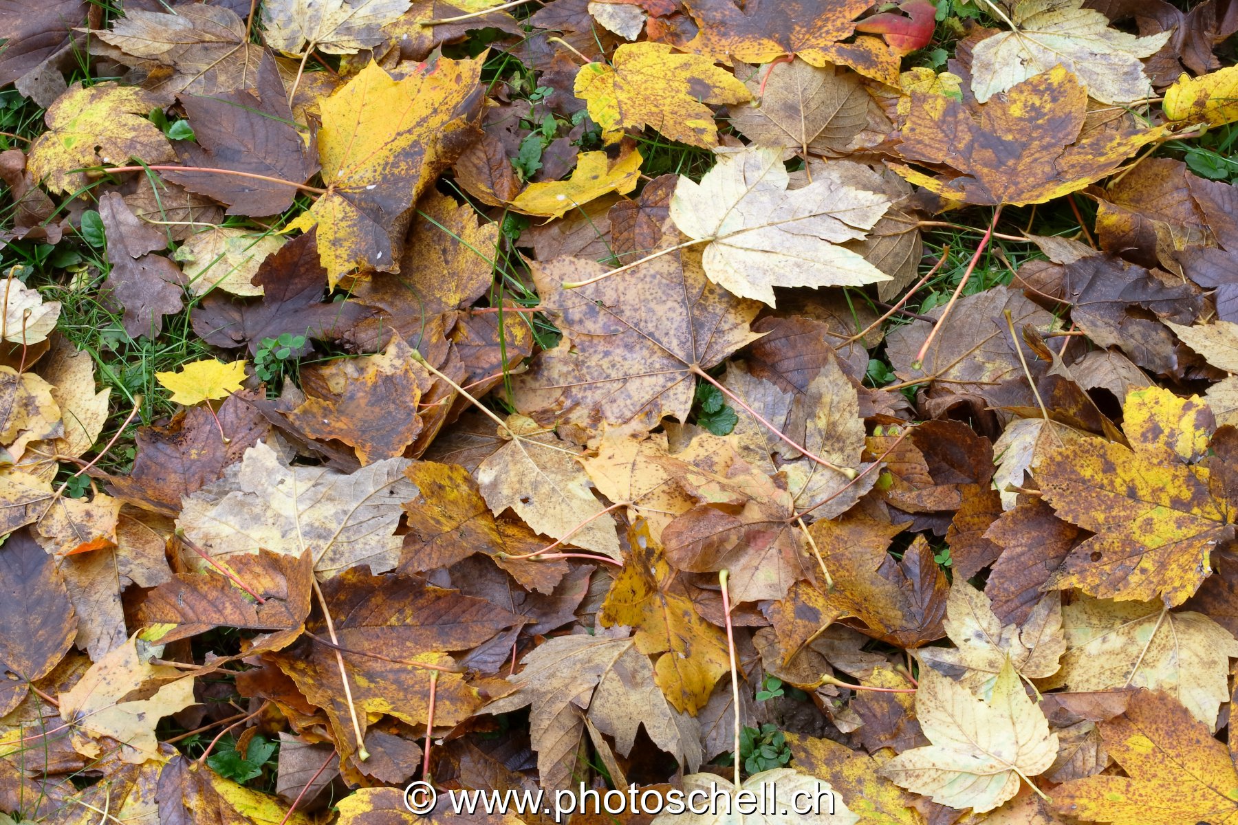 Feuilles d'automne