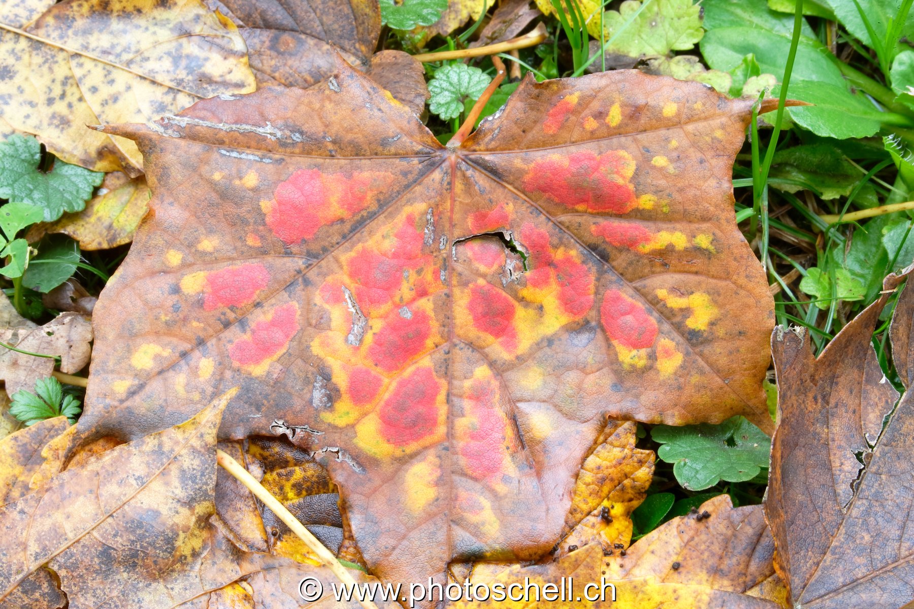 Feuille décolorée