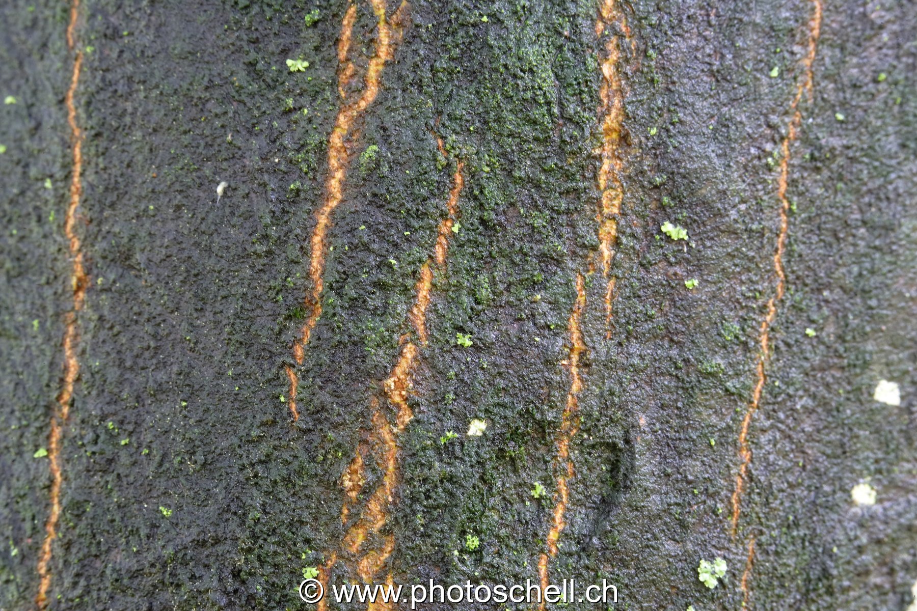 Détail de l'écorce