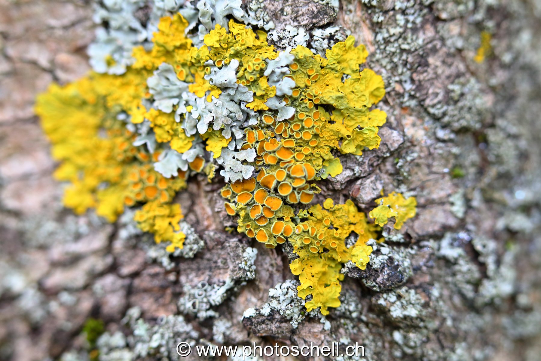 Lichen sur l'écorce