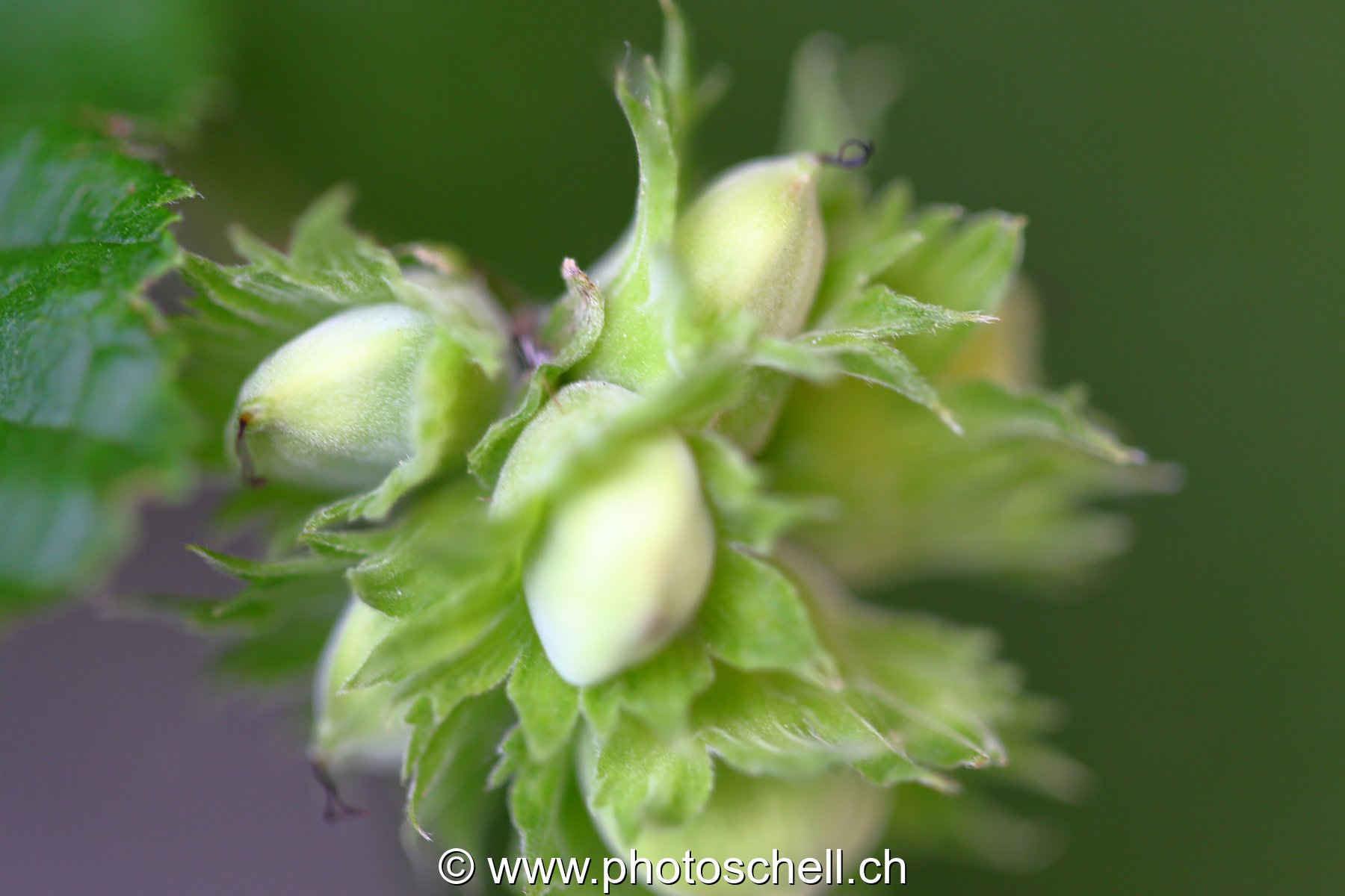 Noisettes
