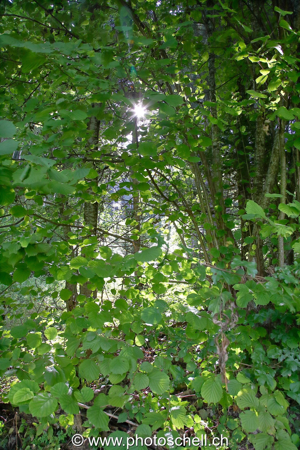 Foleil filtrant à travers les arbres
