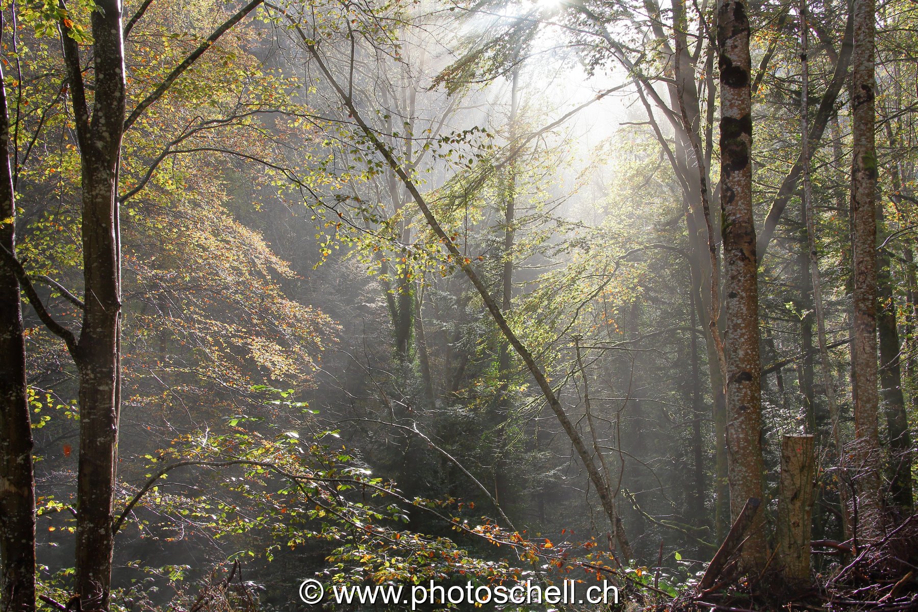 Rayons de soleil en forêt