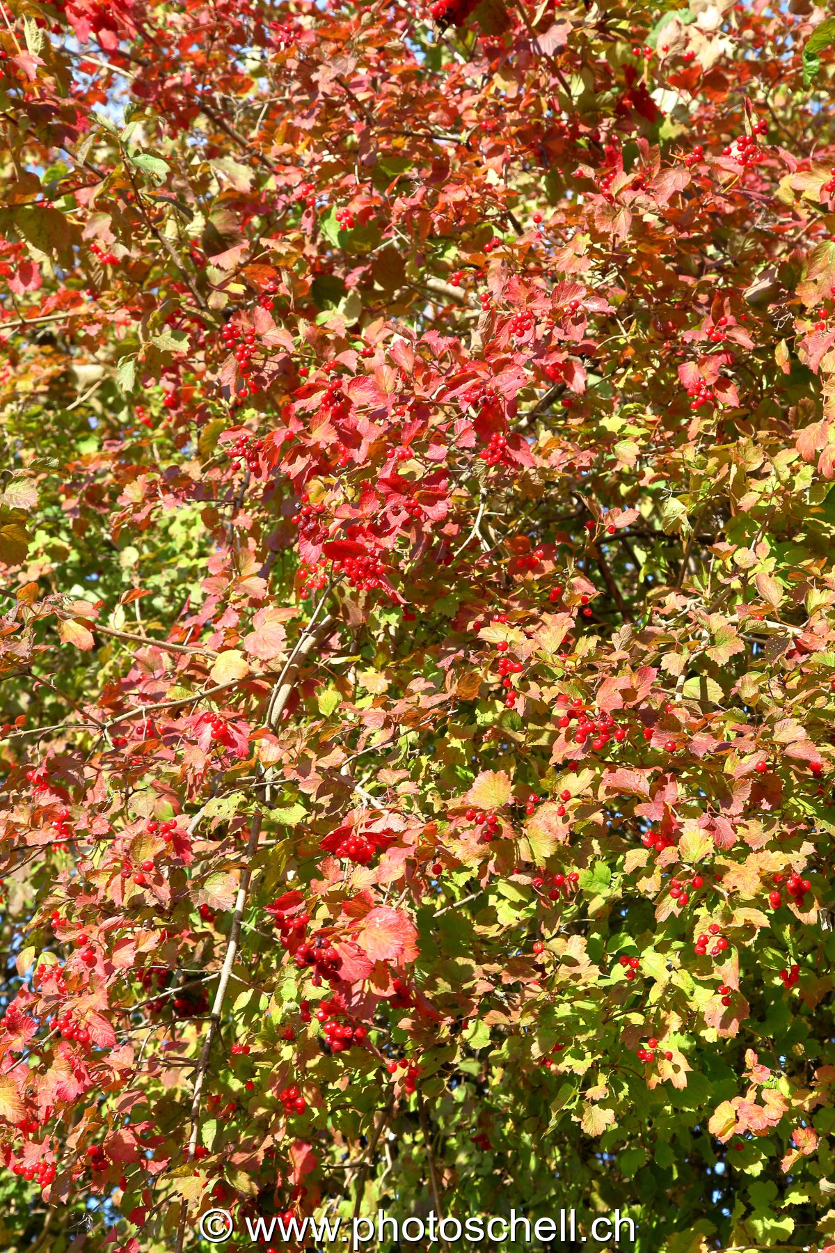 Couleurs d'automne