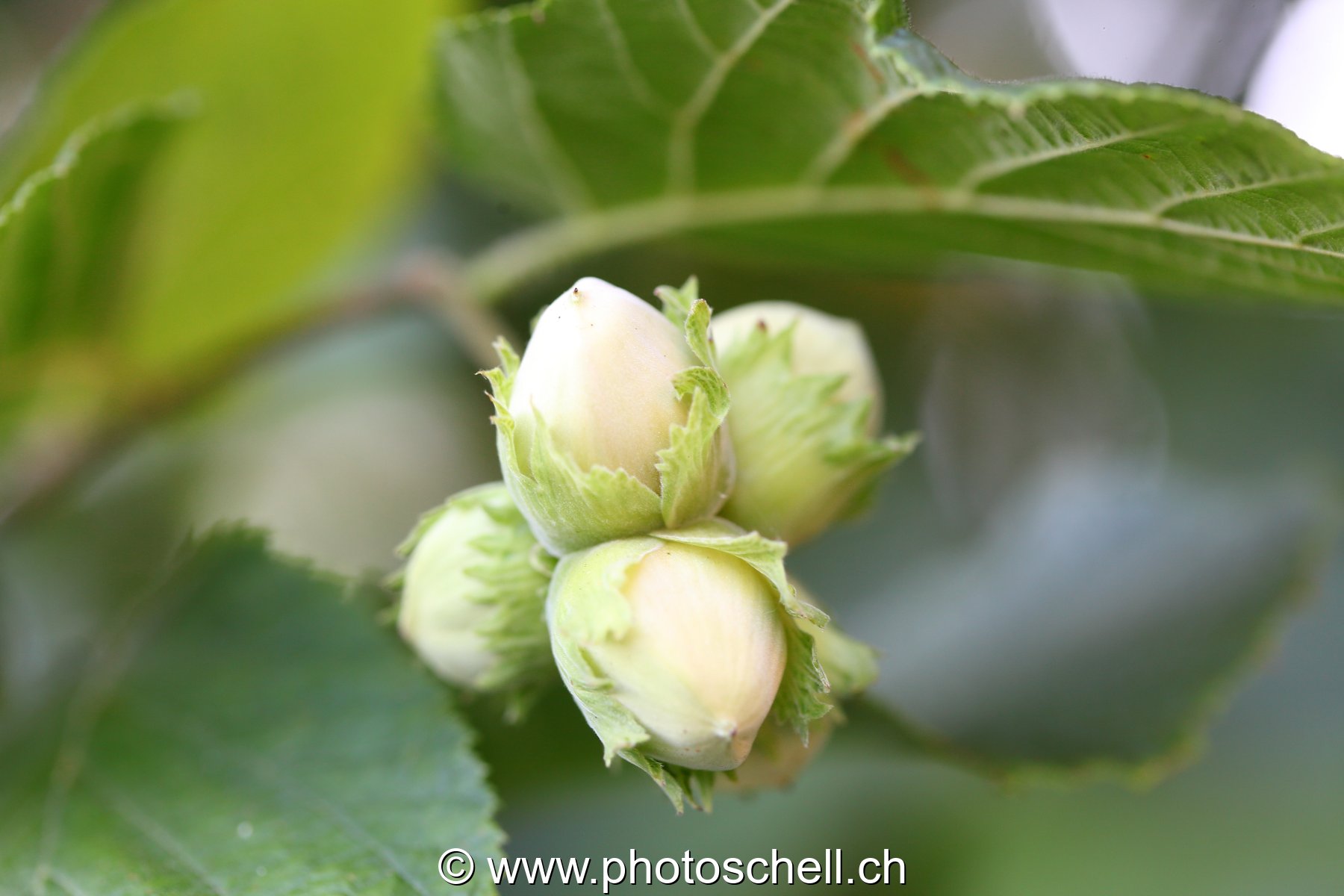 Noisettes