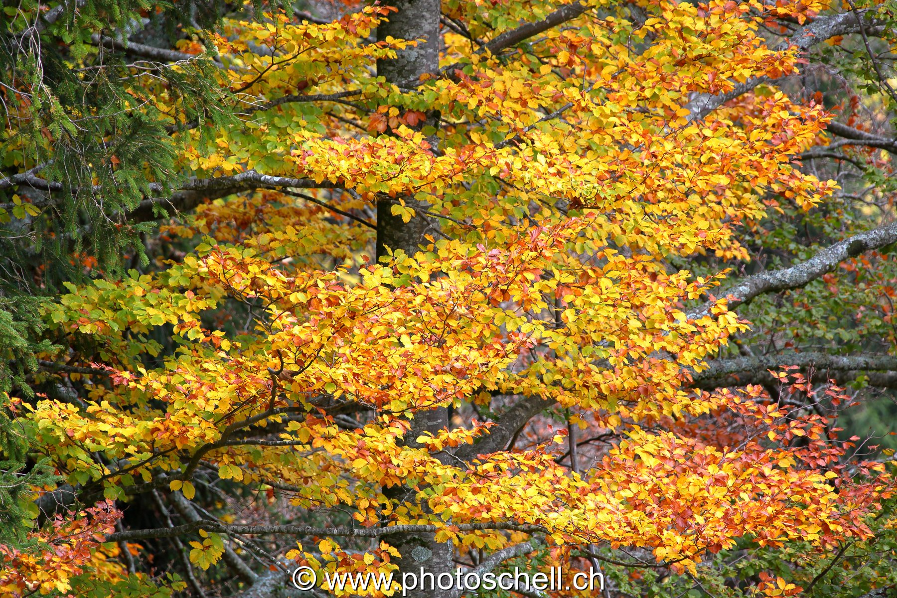 Couleurs d'automne