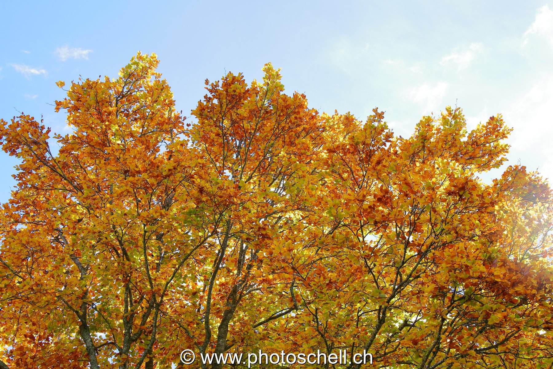 Couleurs d'automne