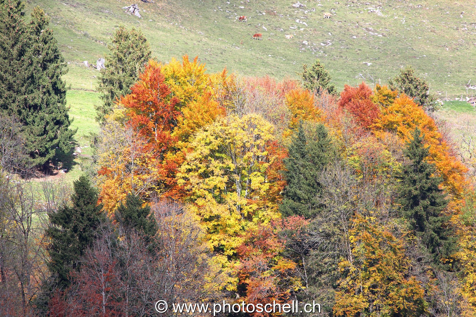 Couleurs d'automne