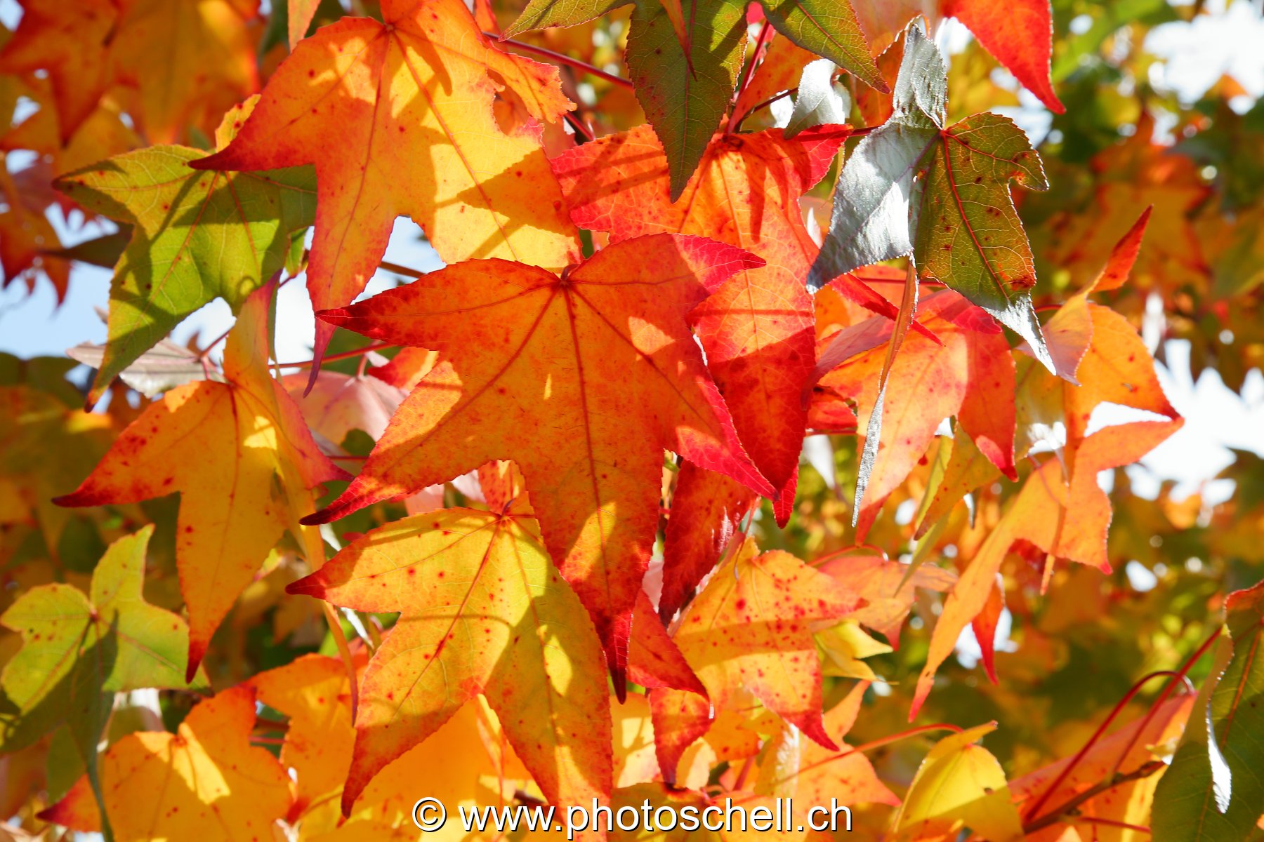 Couleurs d'automne