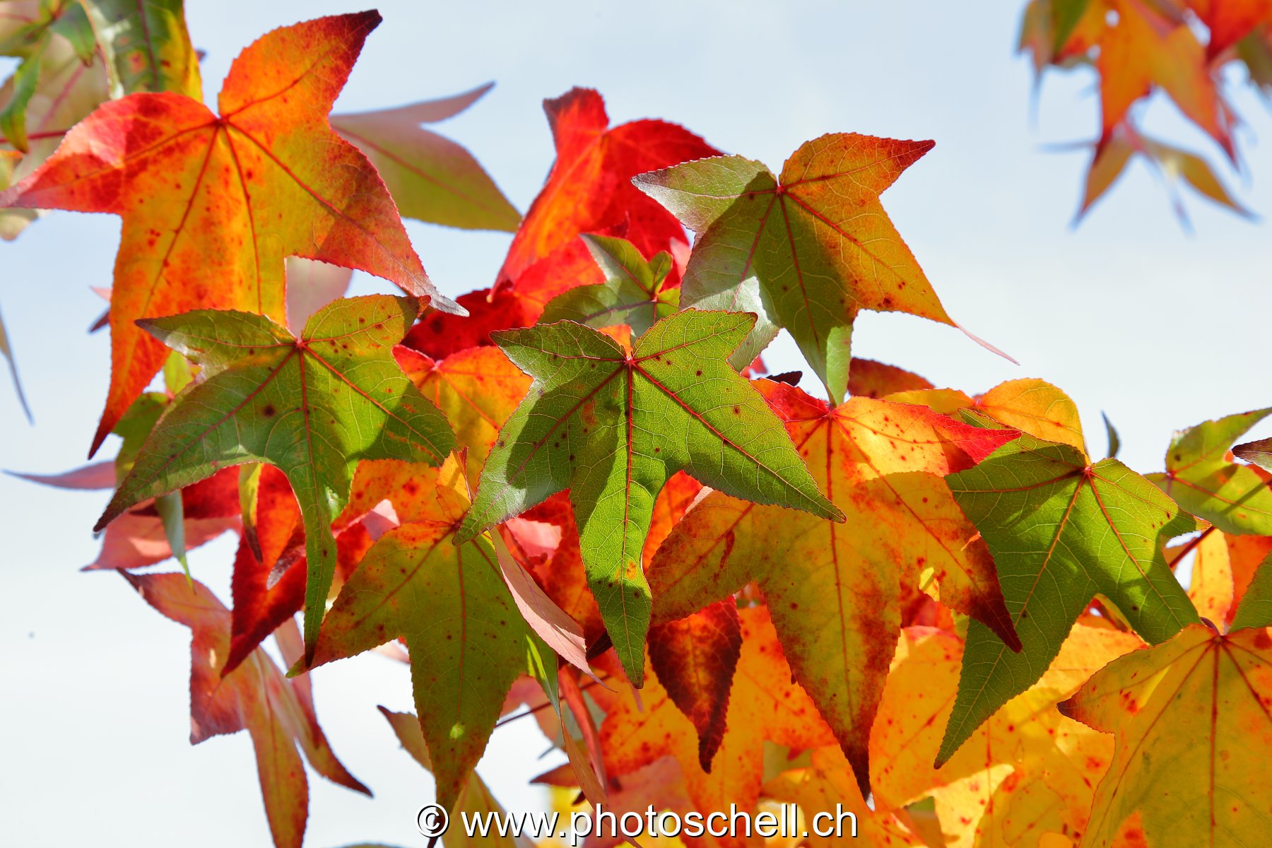 Couleurs d'automne
