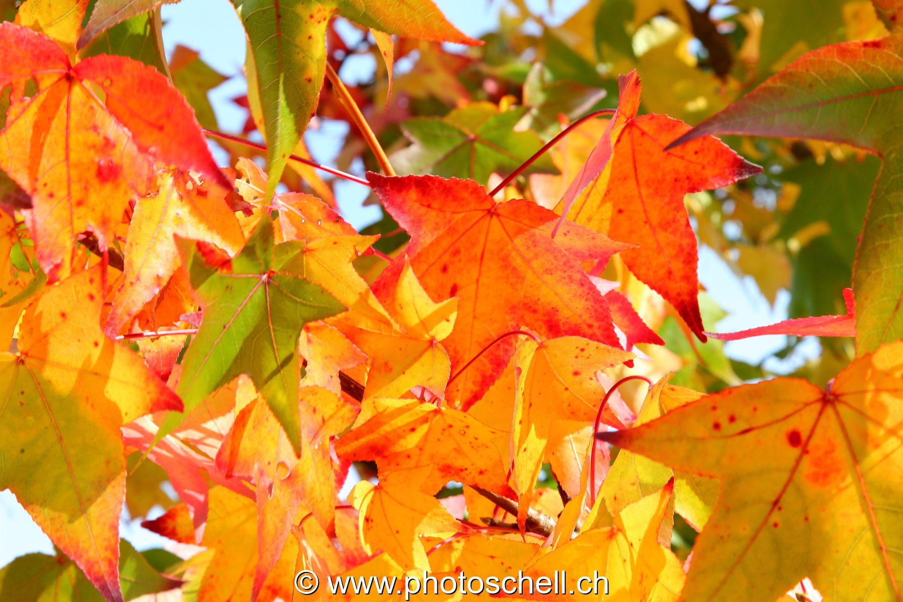 Couleurs d'automne
