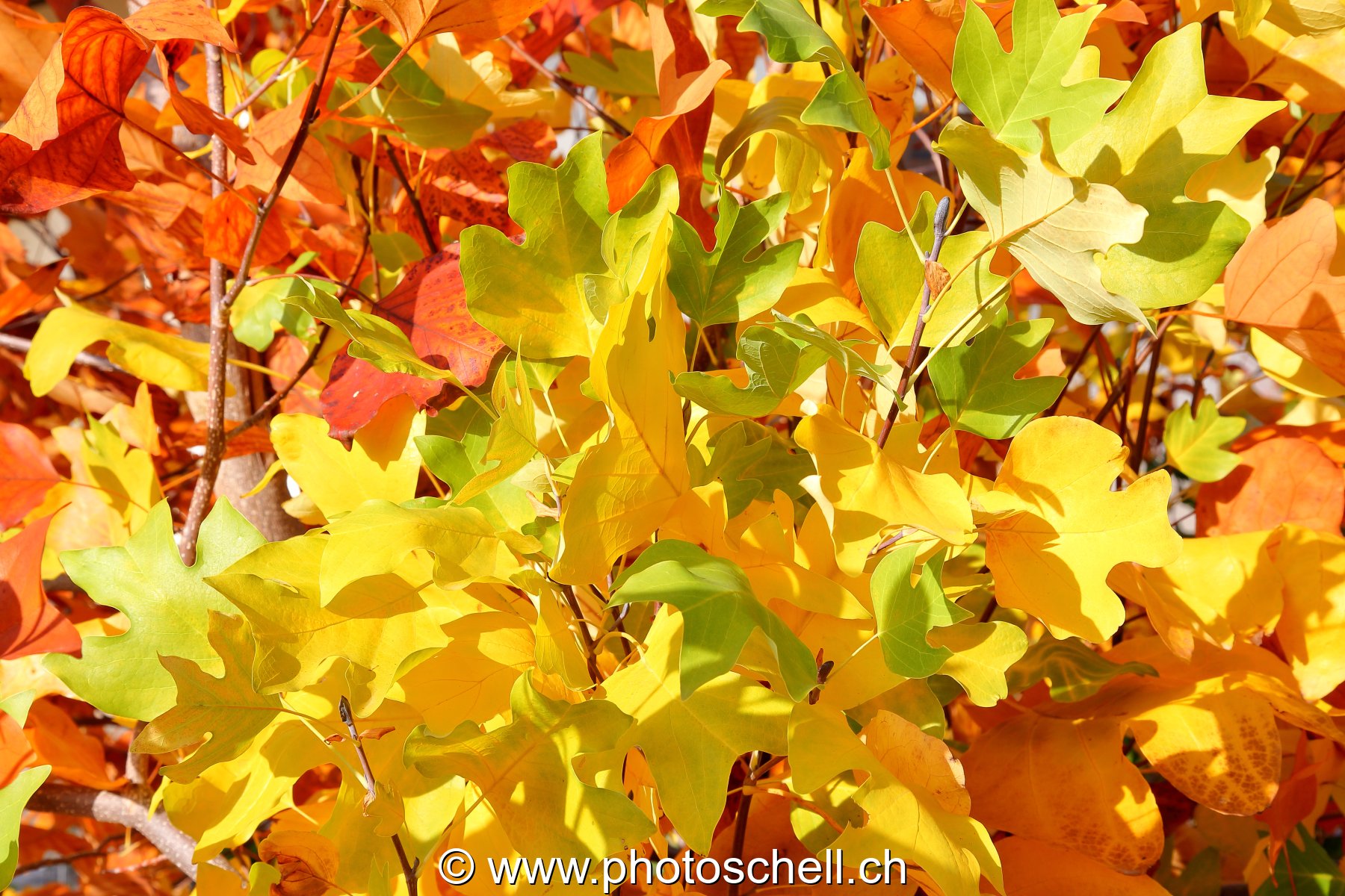 Couleurs d'automne