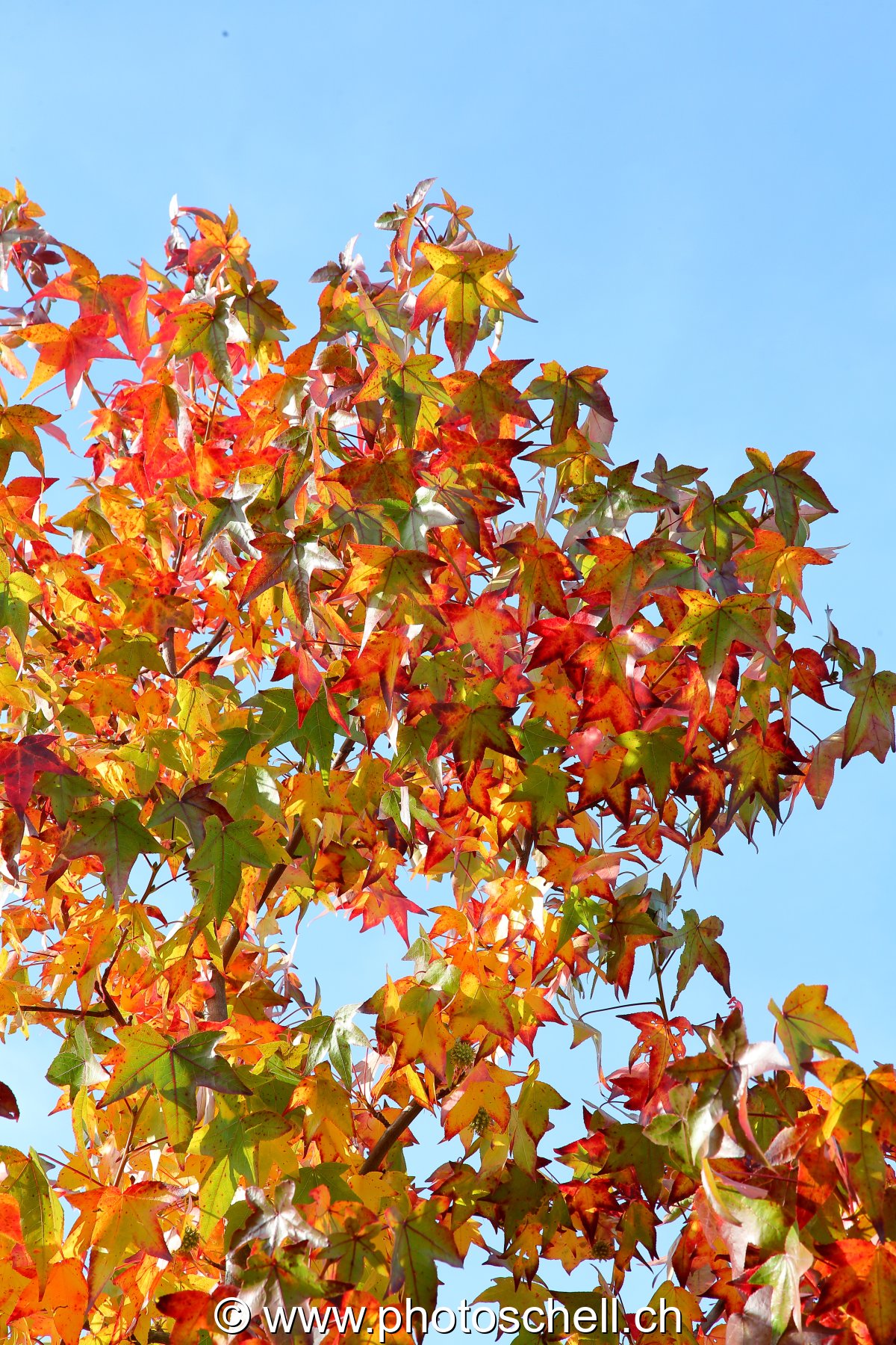 Couleurs d'automne