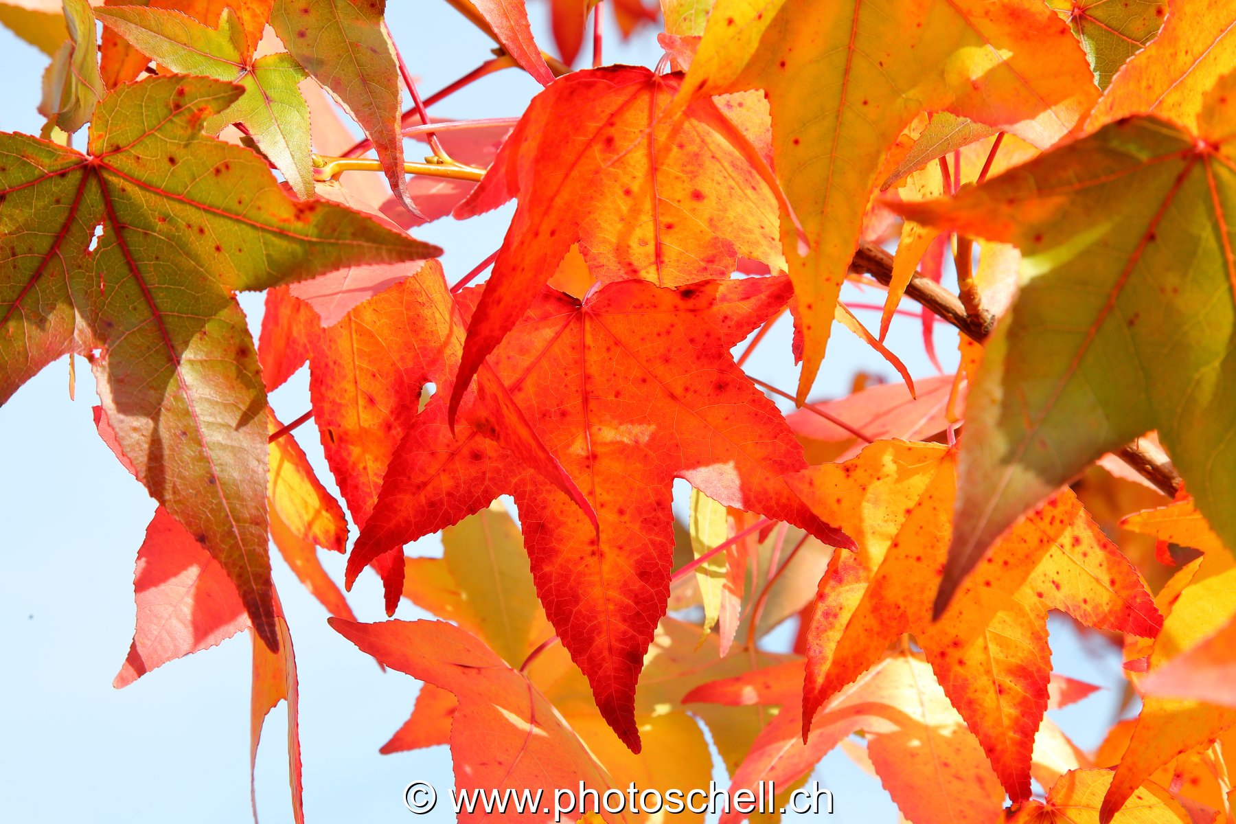 Couleurs d'automne