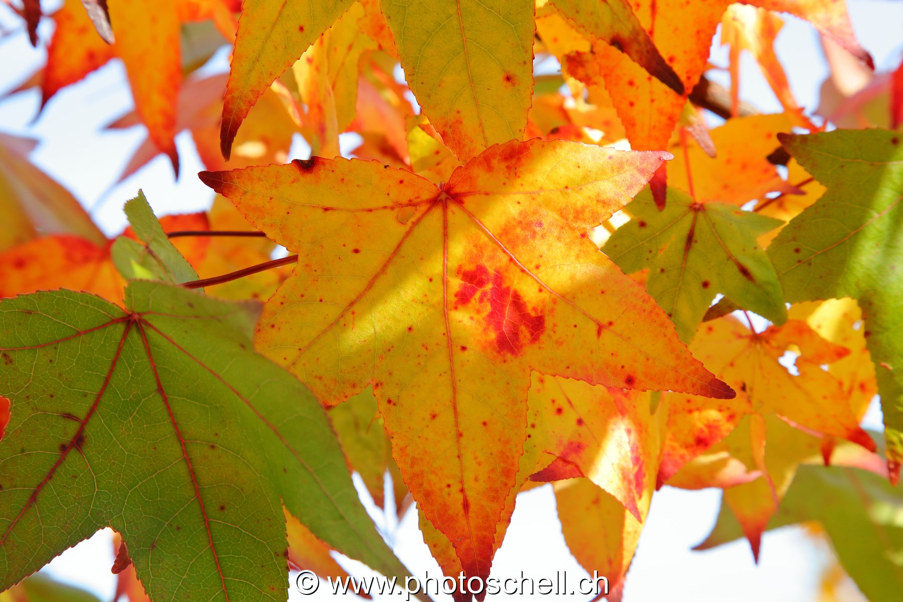 Couleurs d'automne