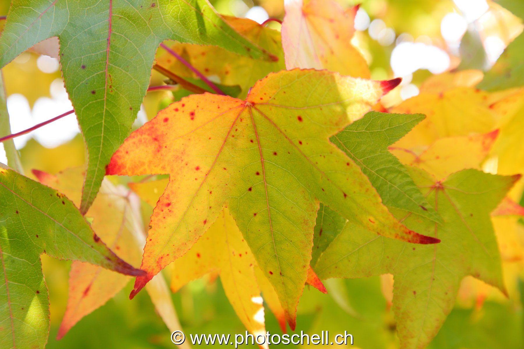 Couleurs d'automne