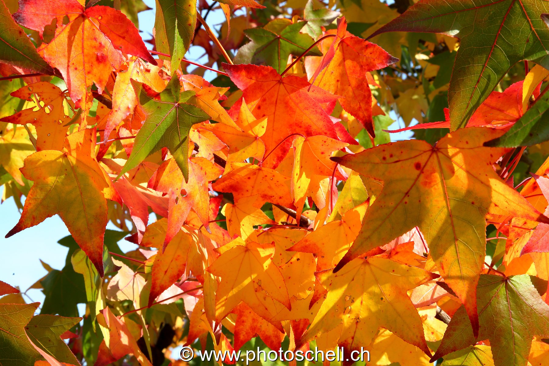 Couleurs d'automne