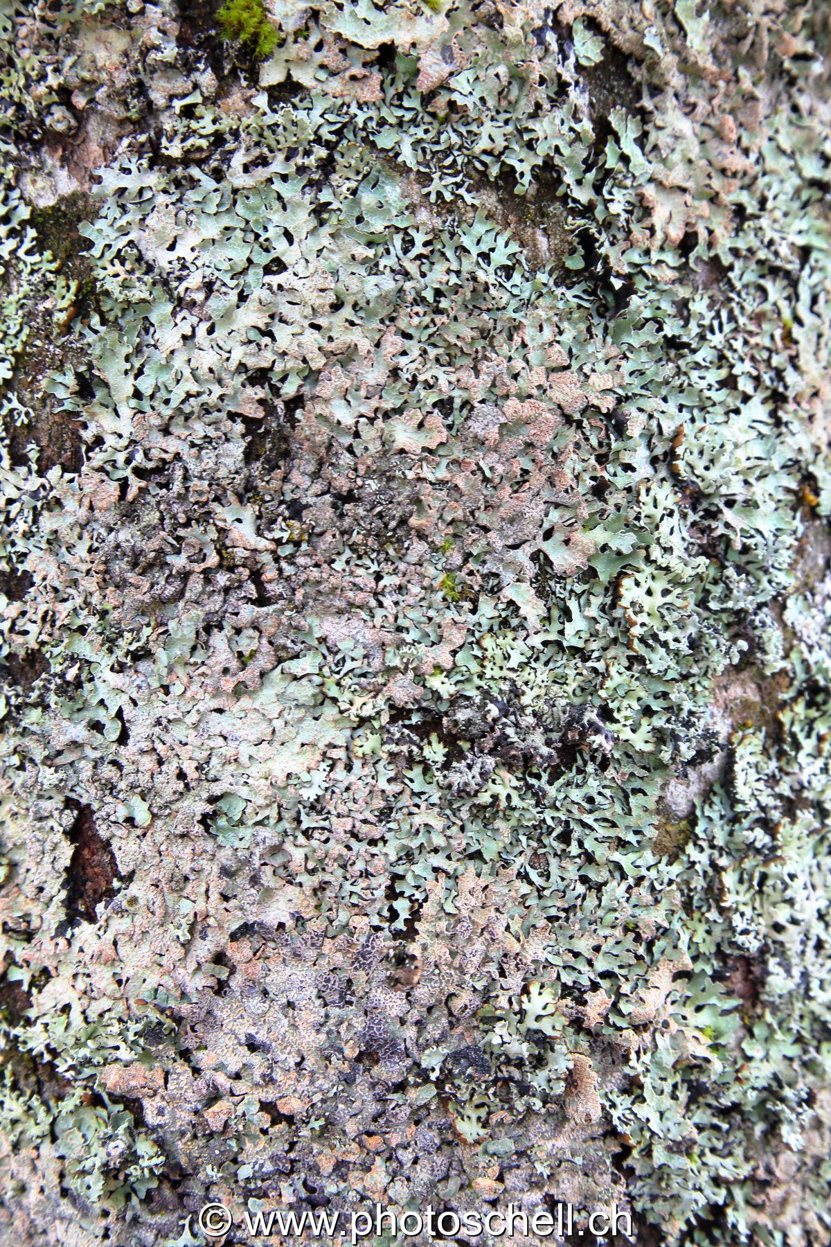 Lichen