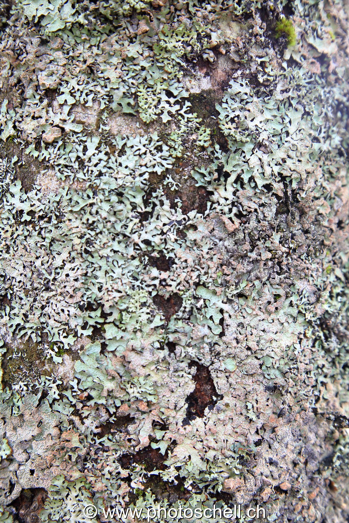 Lichen