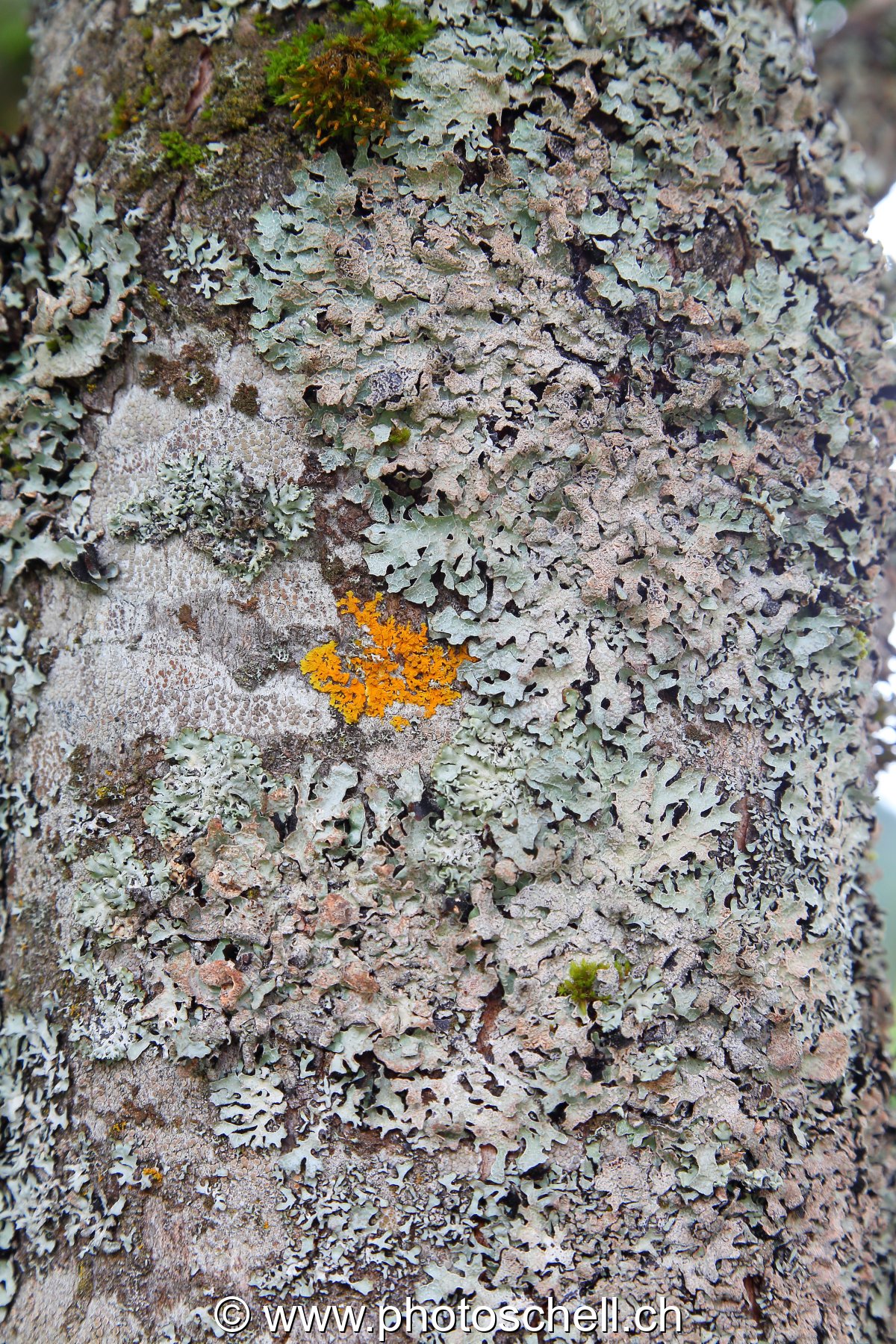 Lichen