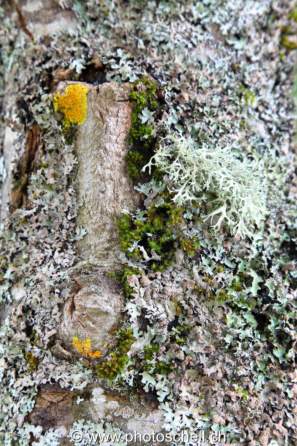 Lichen