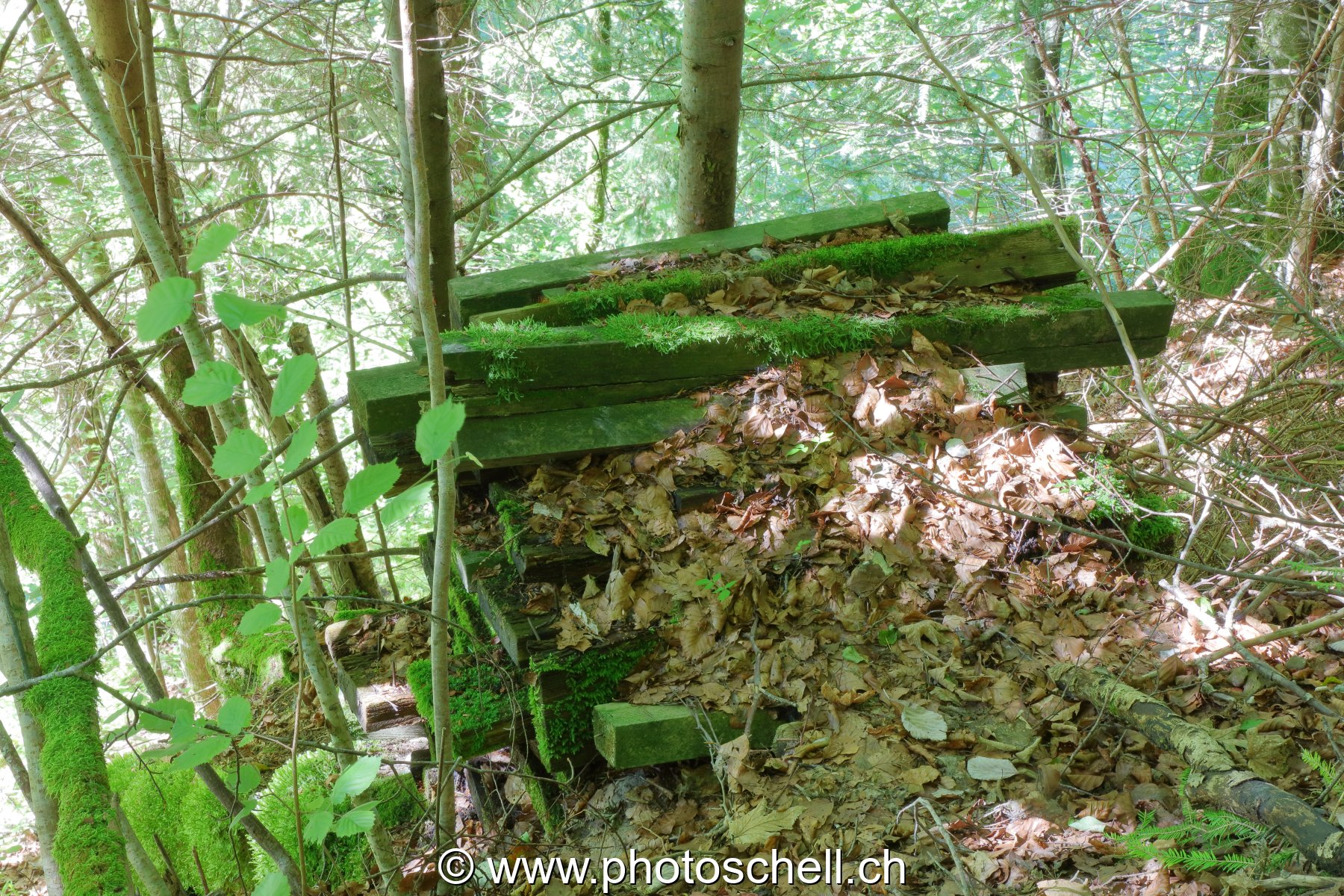 Tas de bois envahi par la mousse